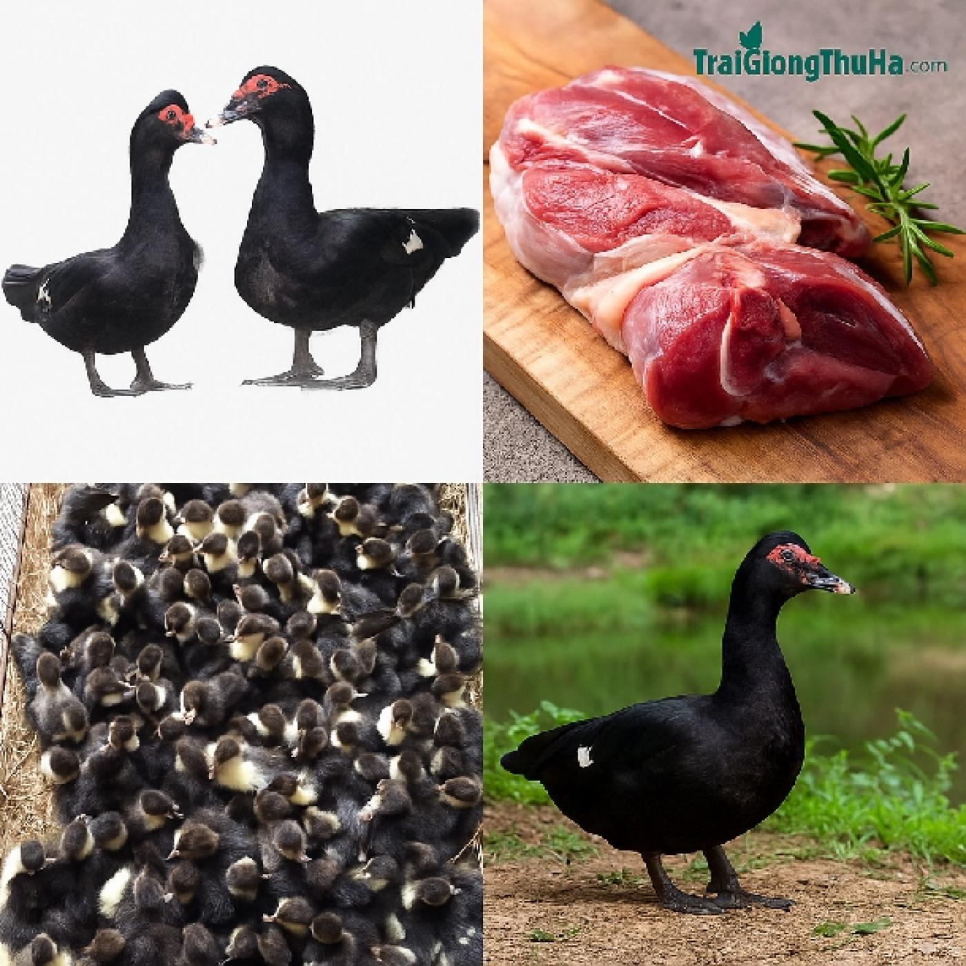 Toàn Tập Về Ngan Trâu: Đặc Điểm Ngoại Hình, Sức Đề Kháng Và Năng Suất Thịt Cao