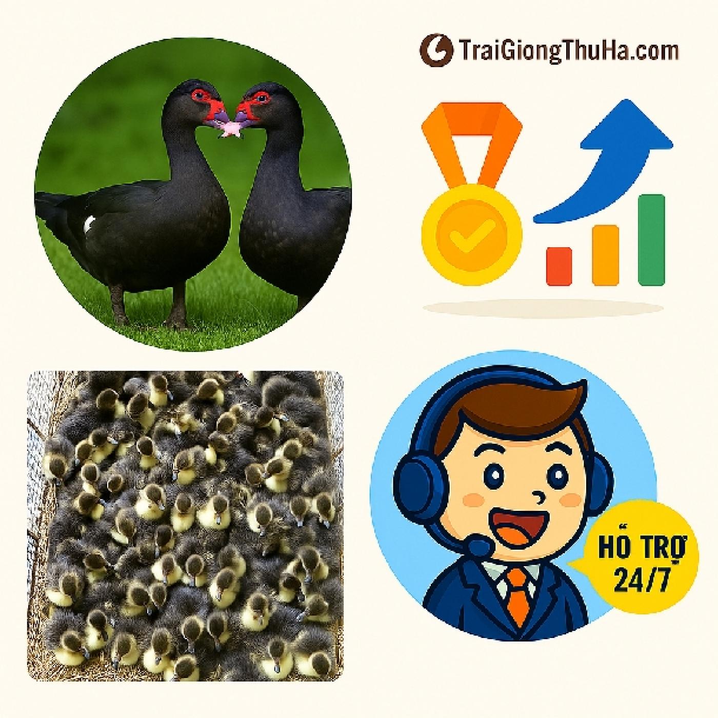 Cách Chọn Ngan Đen Giống Chuẩn, Tỷ Lệ Sống Cao, Lớn Nhanh, Không Hao Hụt