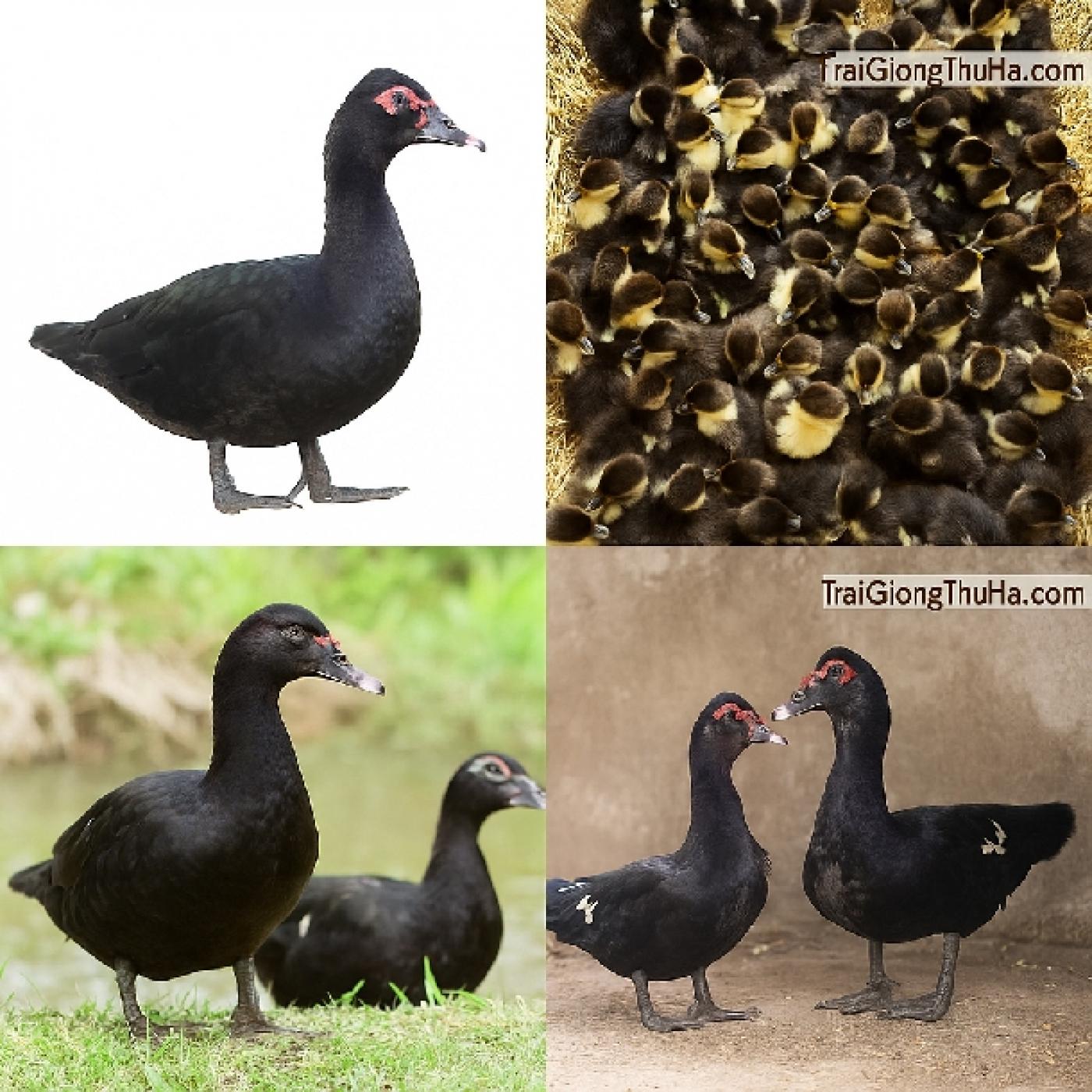 Ngan Đen Có Khó Nuôi Không? Kinh Nghiệm Từ Người Chăn Nuôi Thực Tế