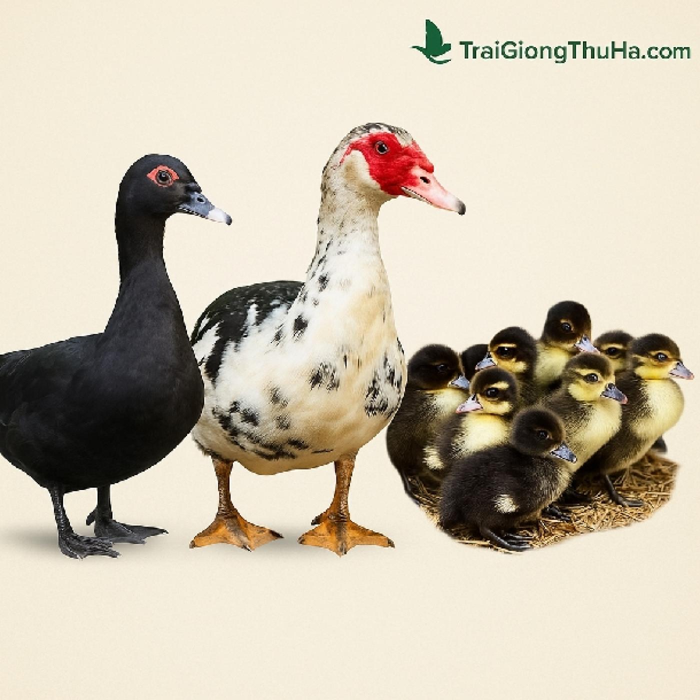 Giống Ngan Đen Có Tốt Hơn Ngan Cỏ, Ngan Lai? So Sánh Chi Tiết Từng Tiêu Chí Trước Khi Chọn Nuôi