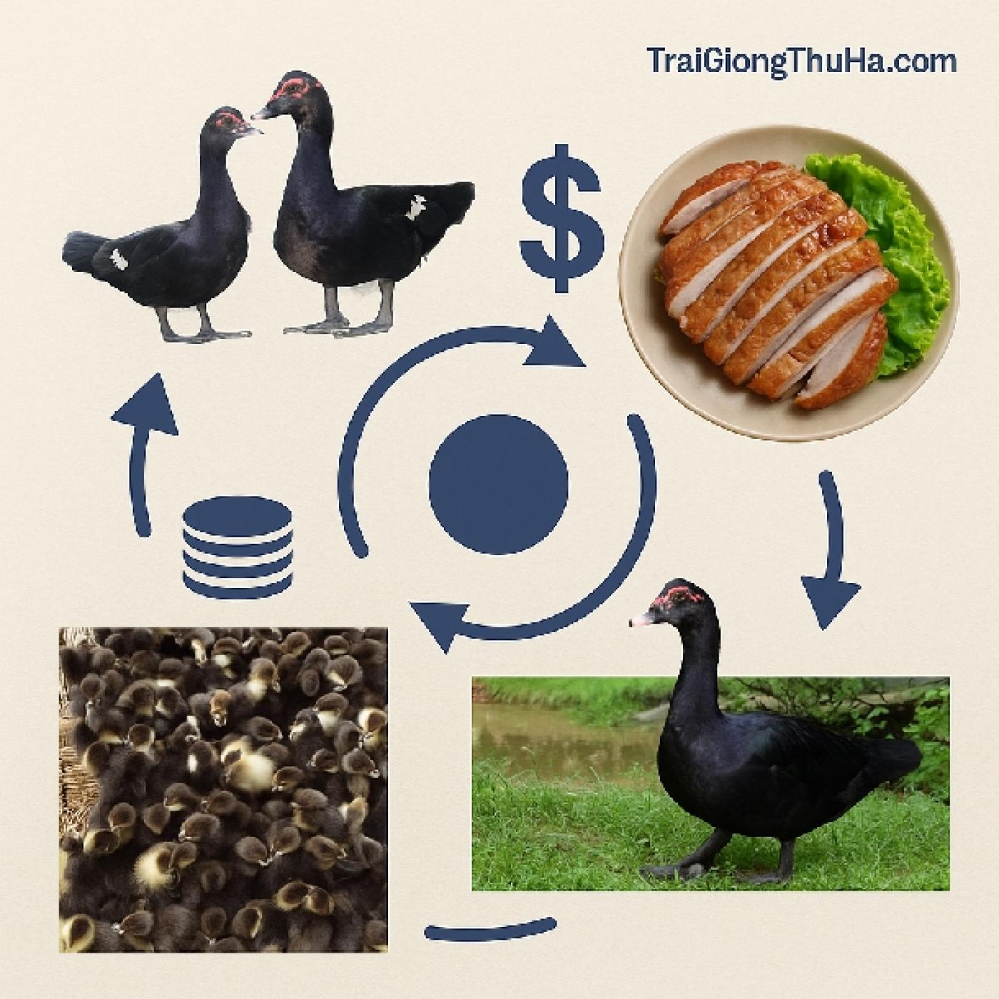 Nuôi 50 Con Ngan Đen Thả Vườn Có Khả Thi Không? Lộ Trình Chi Tiết Và Hiệu Quả Thực Tế Cho Nông Hộ