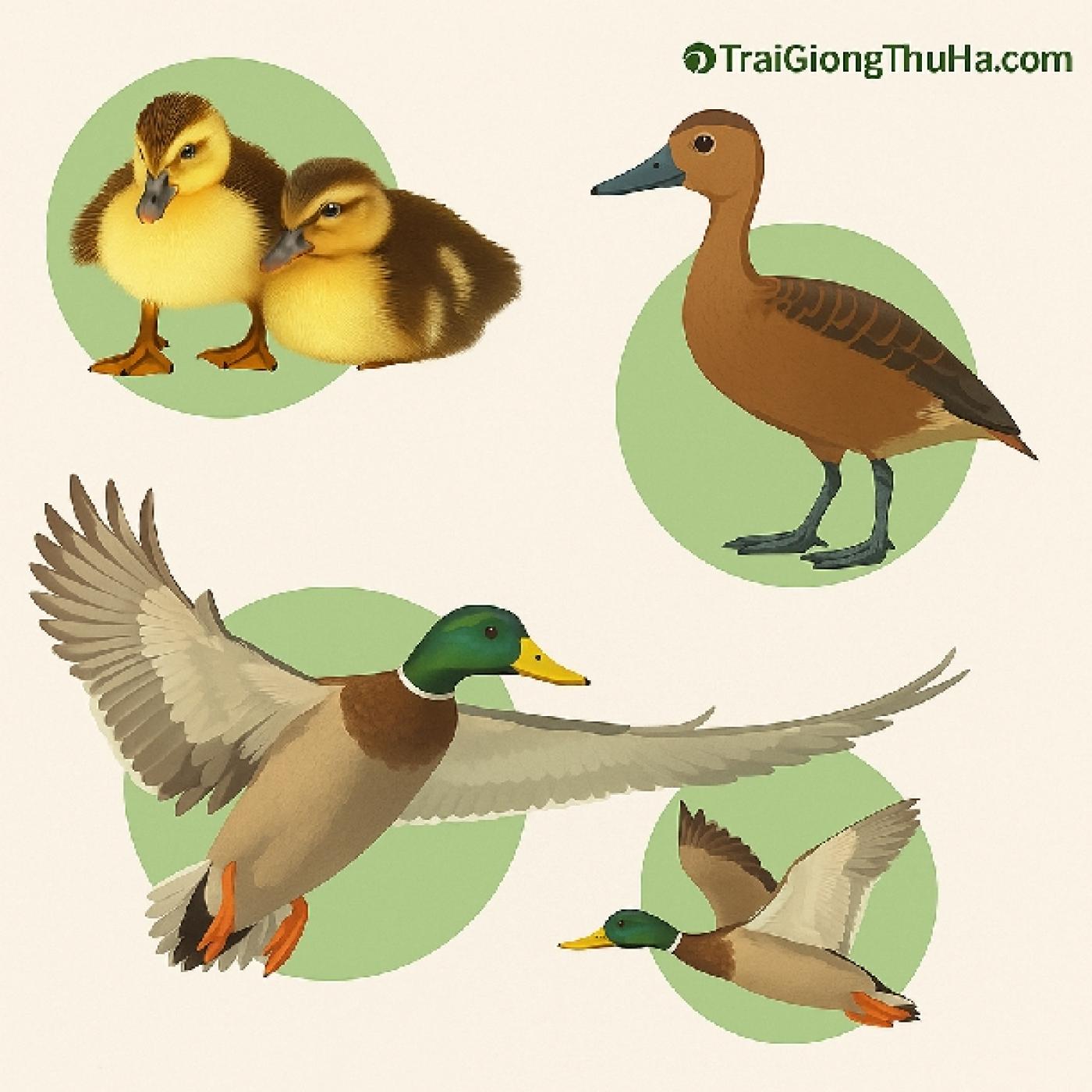 Giống Vịt Trời Thuần Chủng: Cách Phân Biệt, Chọn Giống Và Hiệu Quả Kinh Tế