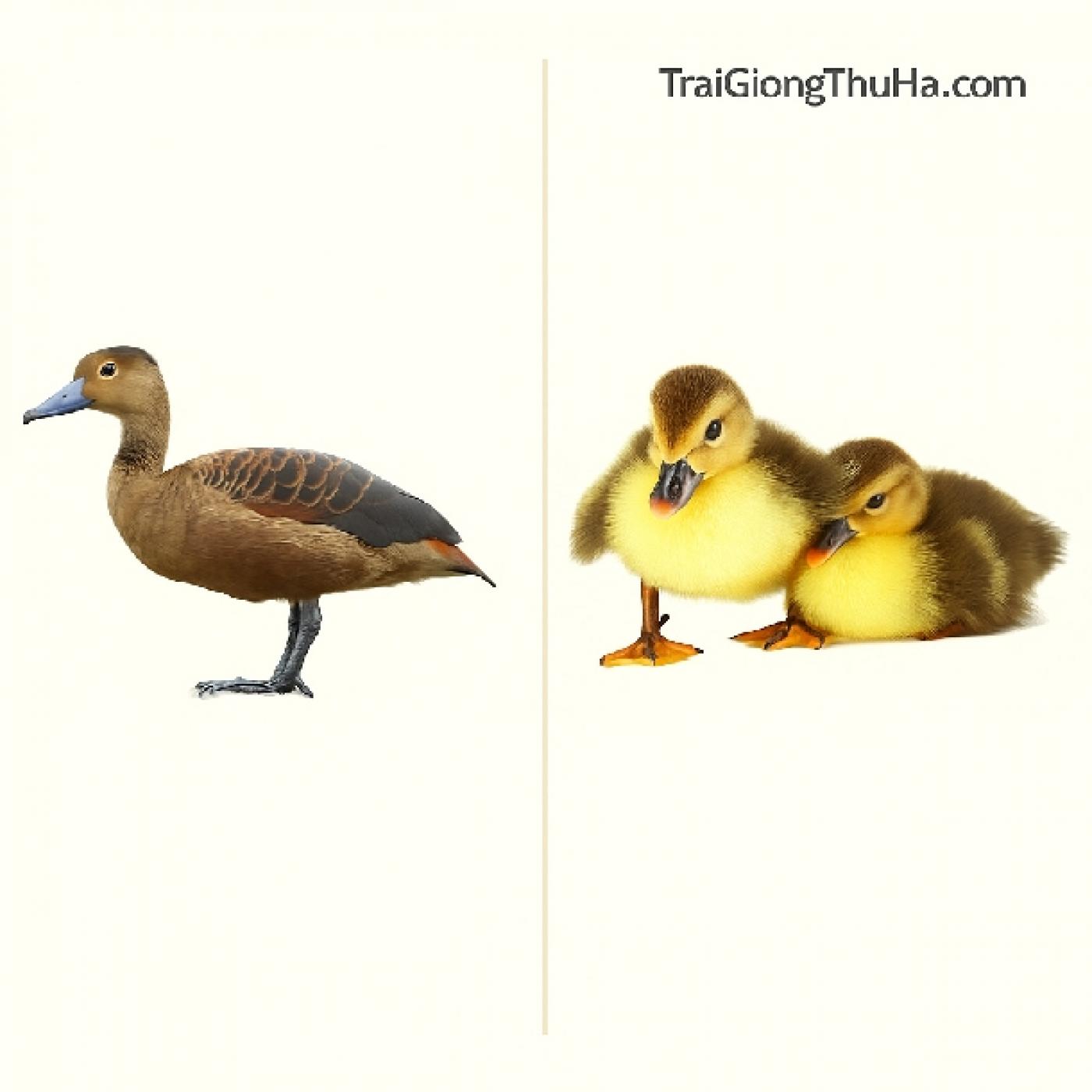 Vịt Trời Mỏ Chì Hay Mỏ Khuyết Tốt Hơn? So Sánh Chi Tiết Giúp Người Nuôi Chọn Đúng Giống