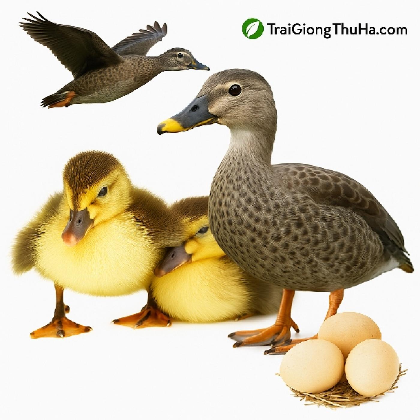 Vịt Trời Mỏ Khuyết Là Gì? Cách Nhận Biết, Kỹ Thuật Nuôi & Khả Năng Sinh Sản