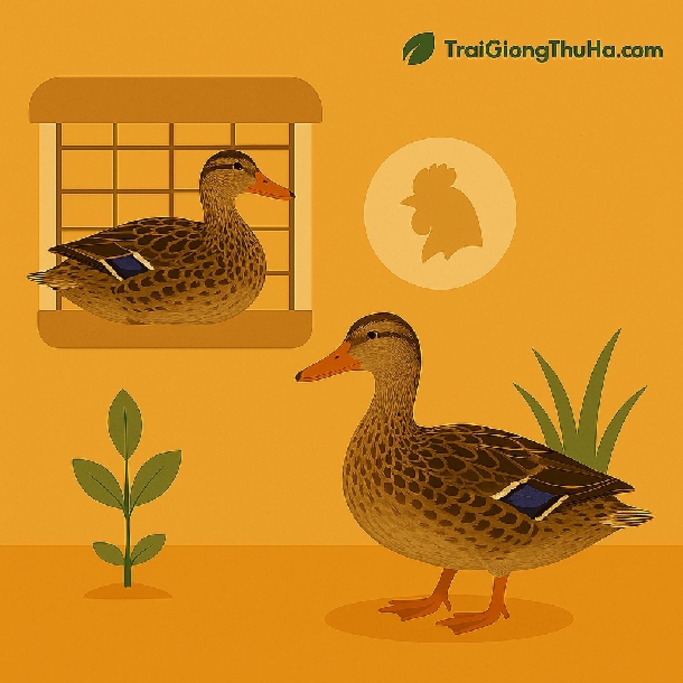 Nuôi Vịt Siêu Trứng Trong Chuồng Hay Thả Vườn Hiệu Quả Hơn? So Sánh Chi Tiết