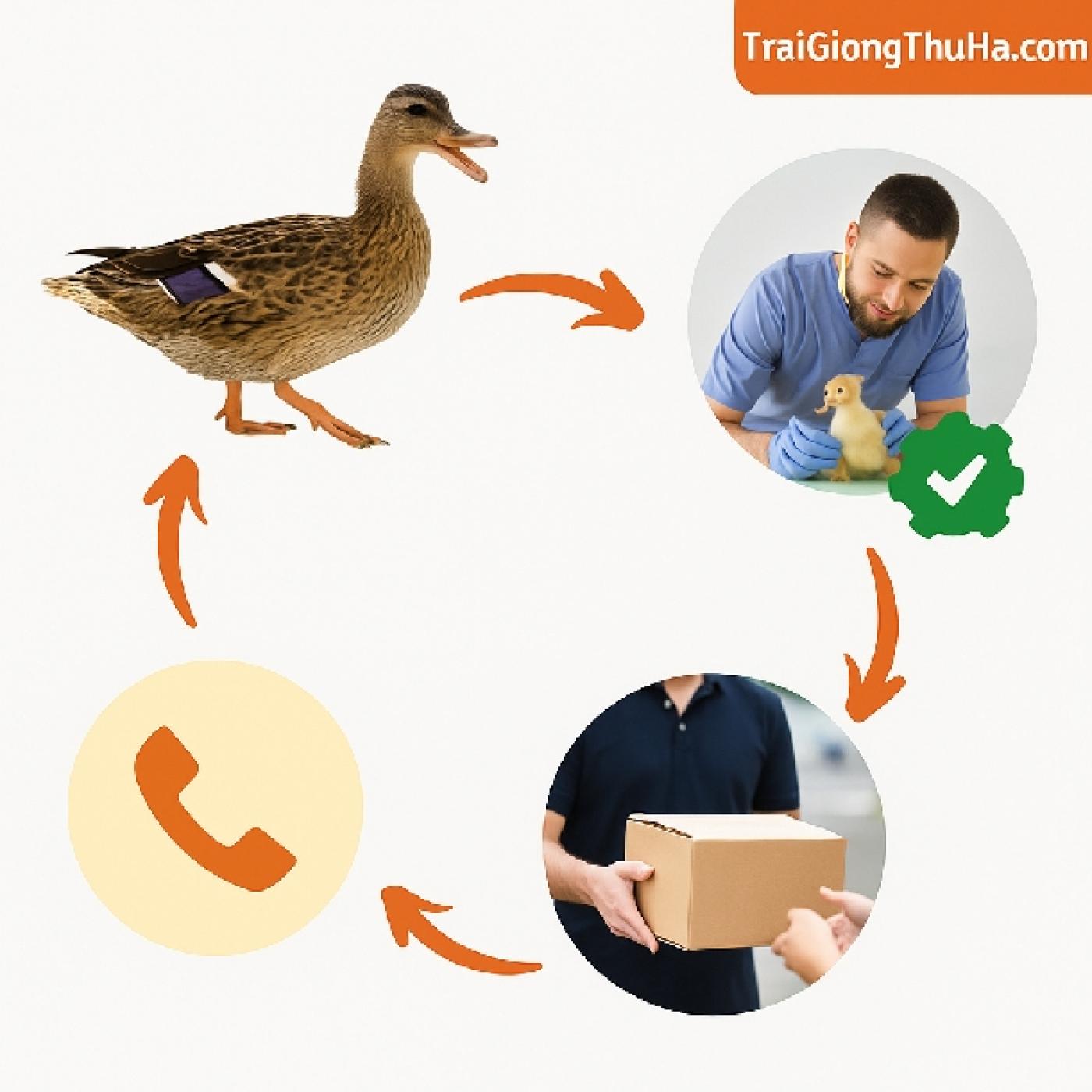 Mua Giống Vịt Triết Giang Ở Đâu Uy Tín? Có Hỗ Trợ Kỹ Thuật Tận Nơi