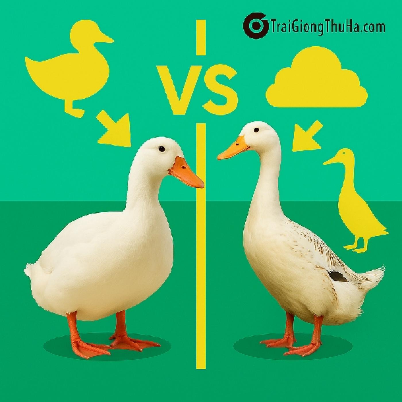 Vì Sao Nhiều Hộ Chăn Nuôi Chọn Vịt Bơ Thay Vì Vịt Cỏ? Ưu Điểm Nào Đang Gây Sốt?