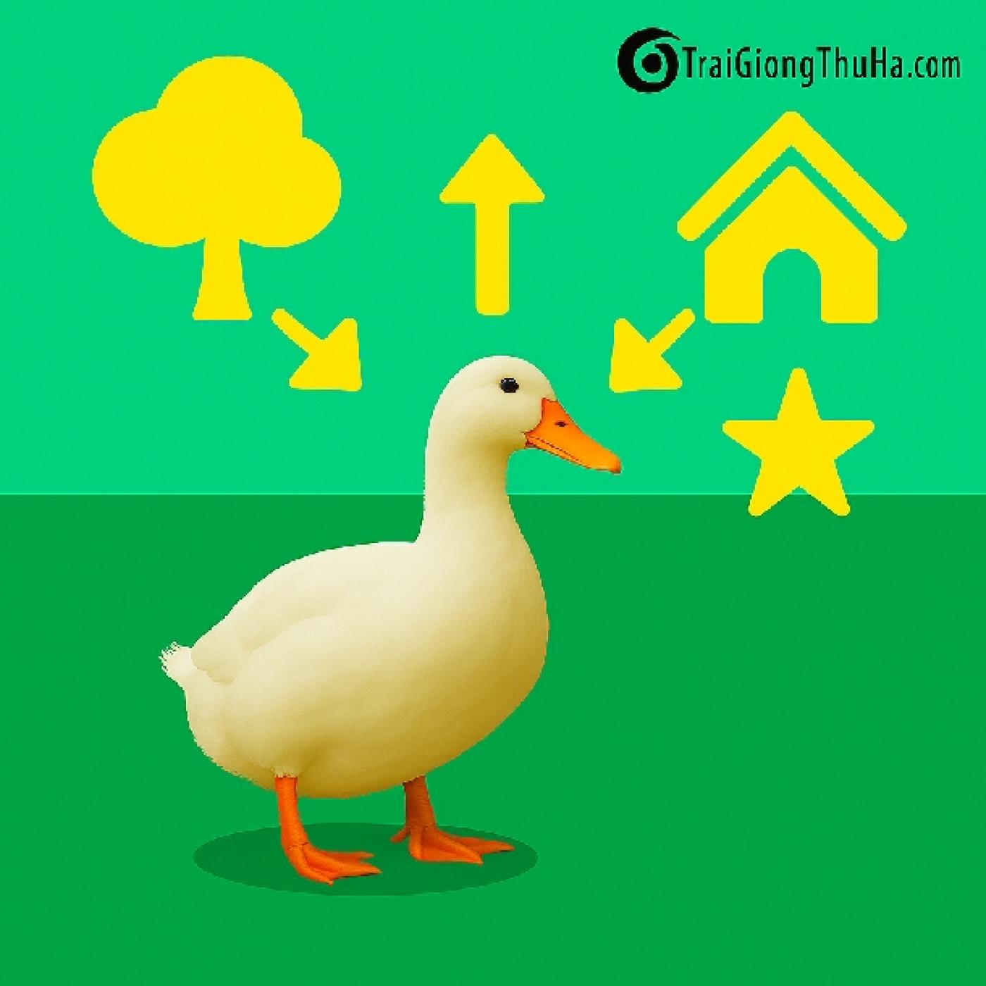 Nuôi Vịt Siêu Thịt Thả Vườn Hay Chuồng Kín Hiệu Quả Hơn? Kinh Nghiệm Thực Tế Từ Người Nuôi