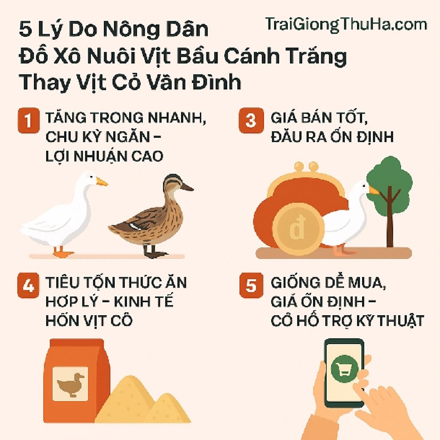 5 Lý Do Nông Dân Đổ Xô Nuôi Vịt Bầu Cánh Trắng Thay Vịt Cỏ Vân Đình