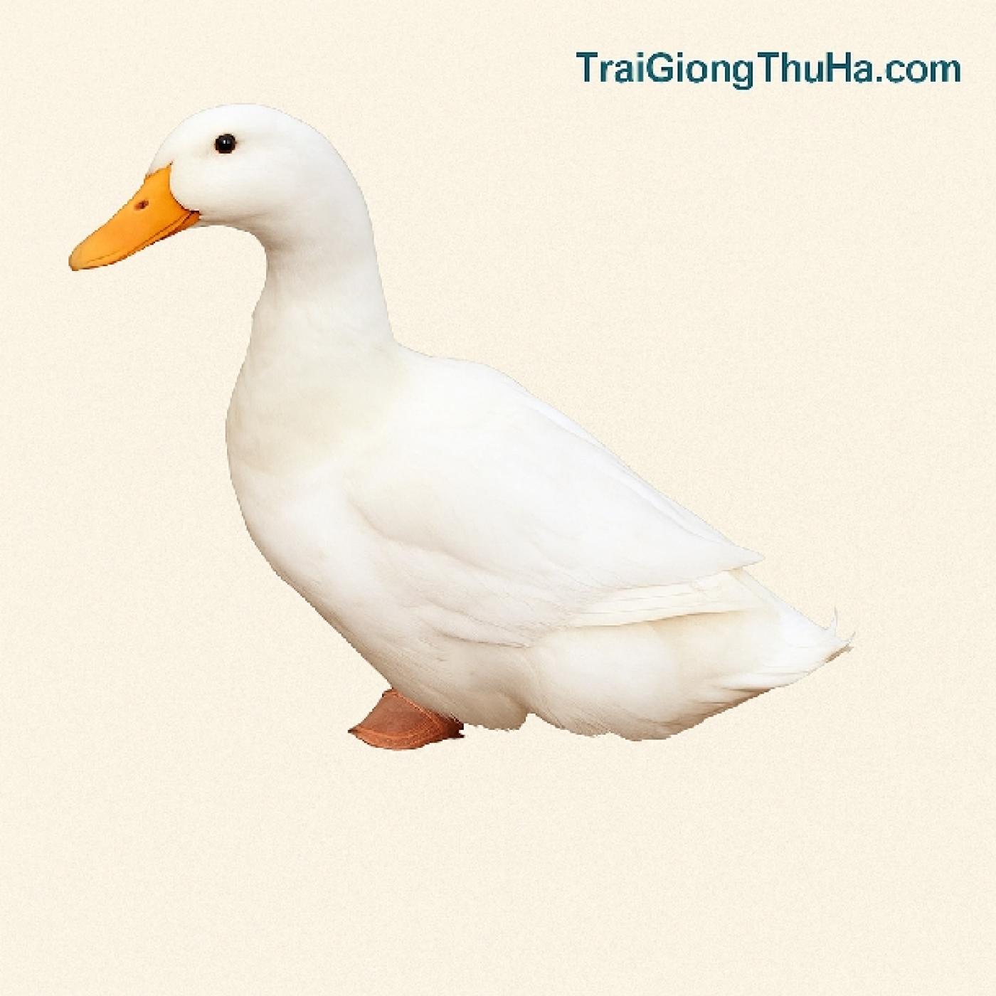 Vịt Khoang – Giống Vịt Siêu Thịt Đang Làm Mưa Làm Gió Tại Miền Bắc