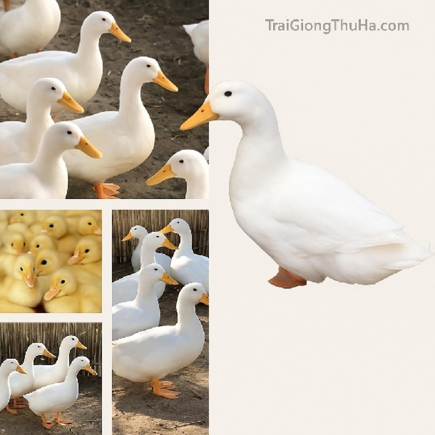 Vịt Bầu Cánh Trắng Có Gì Mà Khiến Thị Trường Ưa Chuộng Đến Vậy?