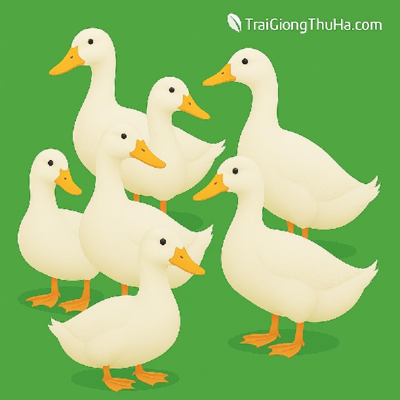 Mua Vịt Bầu Cánh Trắng Giống Ở Đâu Uy Tín? Báo Giá Mới Nhất