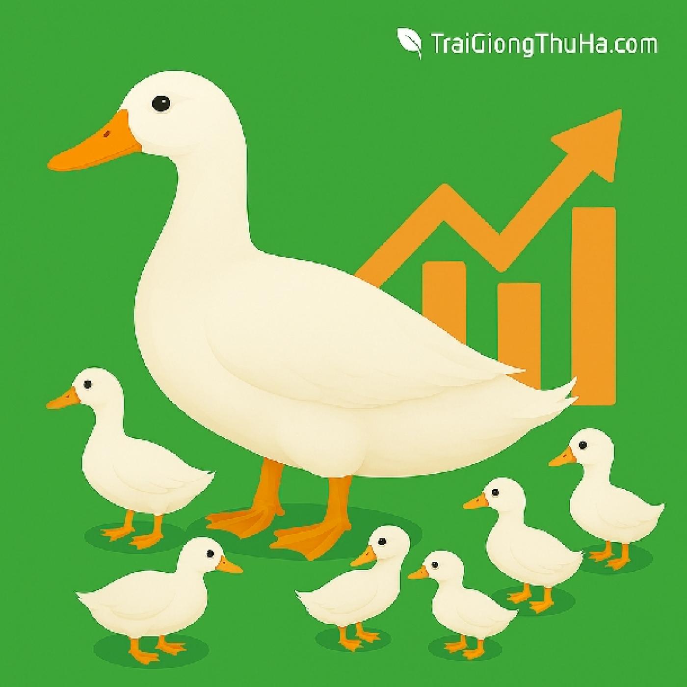 Vịt Bầu Cánh Trắng Có Thực Sự Là Giống Siêu Thịt Đáng Đầu Tư?