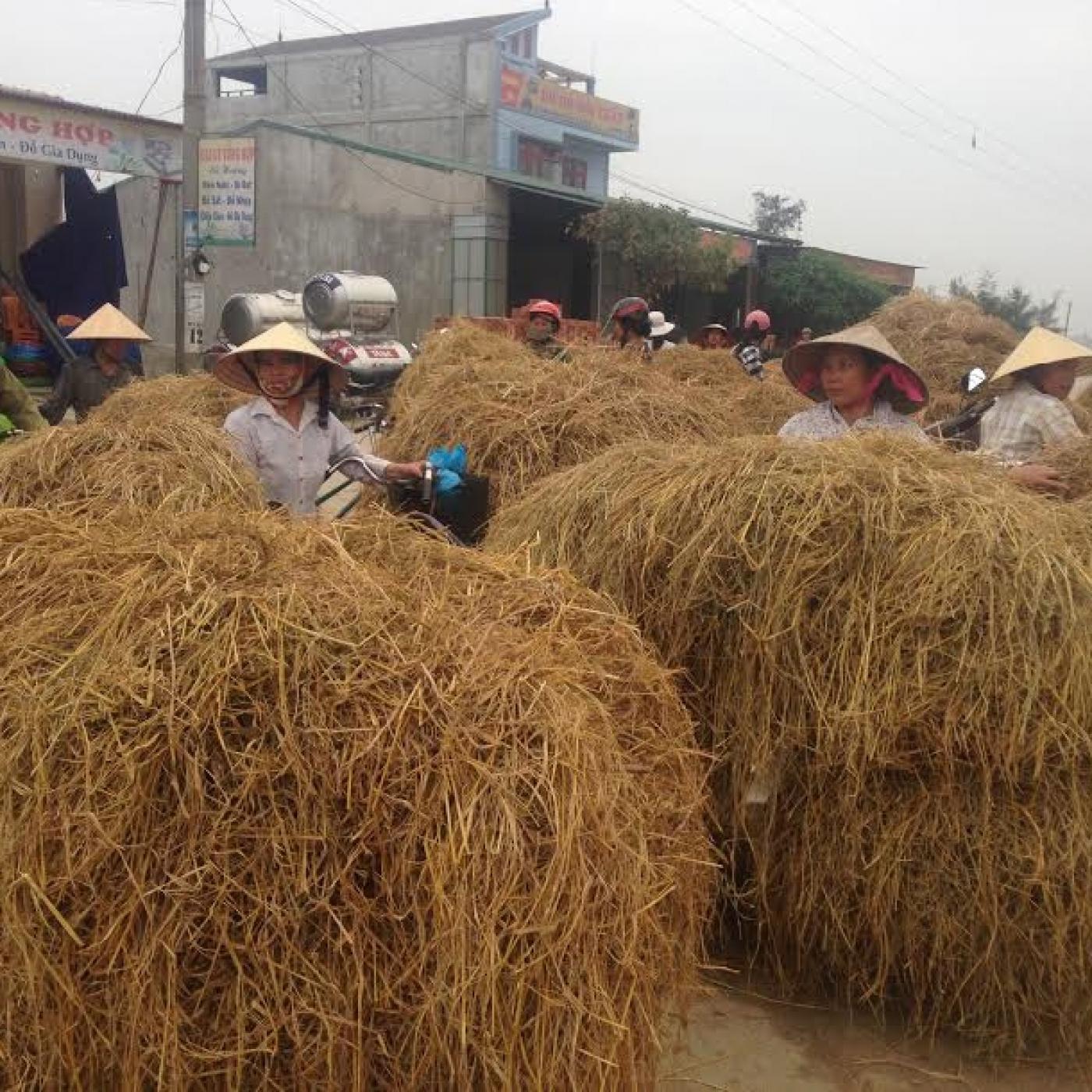 Phương pháp xử lý rơm làm thức ăn cho trâu bò