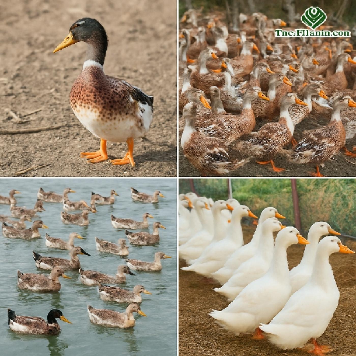 Vịt Bầu Biển Có Tốt Không? So Sánh Chi Tiết Với Các Giống Vịt Thịt Phổ Biến Hiện Nay