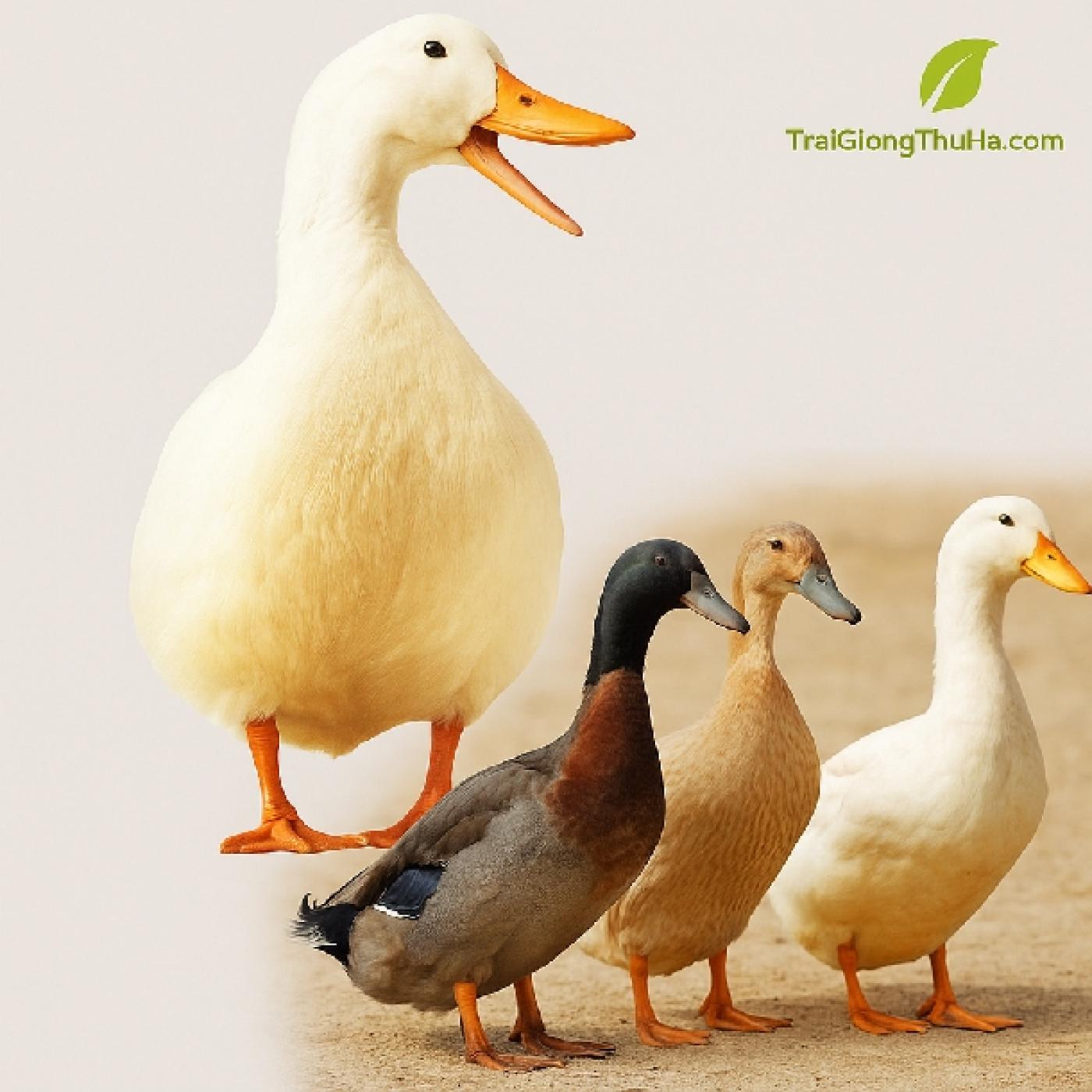 So Sánh Hiệu Quả Nuôi Vịt Grimaud Và Các Giống Vịt Nội Địa: Lựa Chọn Nào Tối Ưu Hơn?