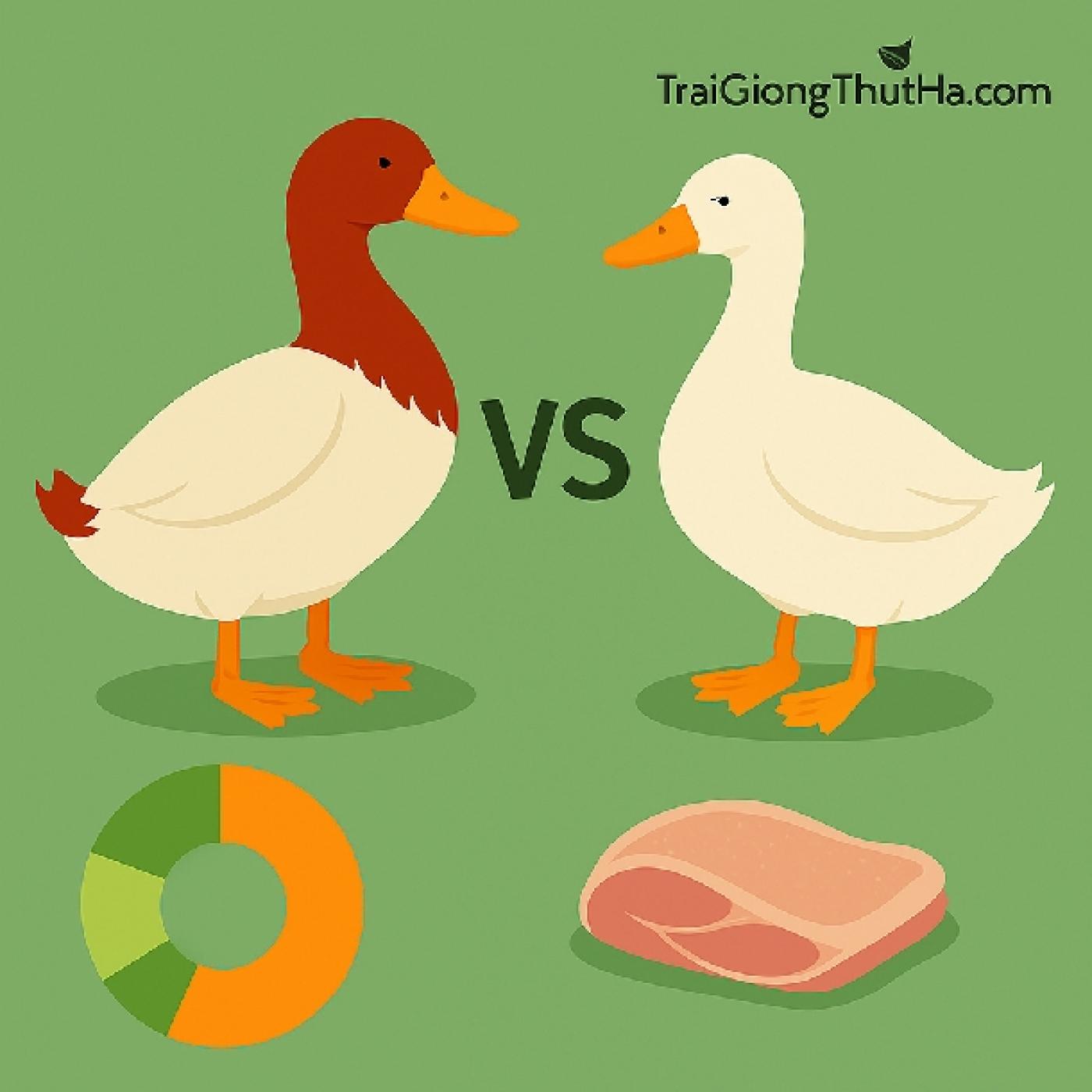 Phân Biệt Vịt Cherry Với Các Giống Vịt Siêu Thịt Khác – Lựa Chọn Tối Ưu Cho Người Mới Bắt Đầu