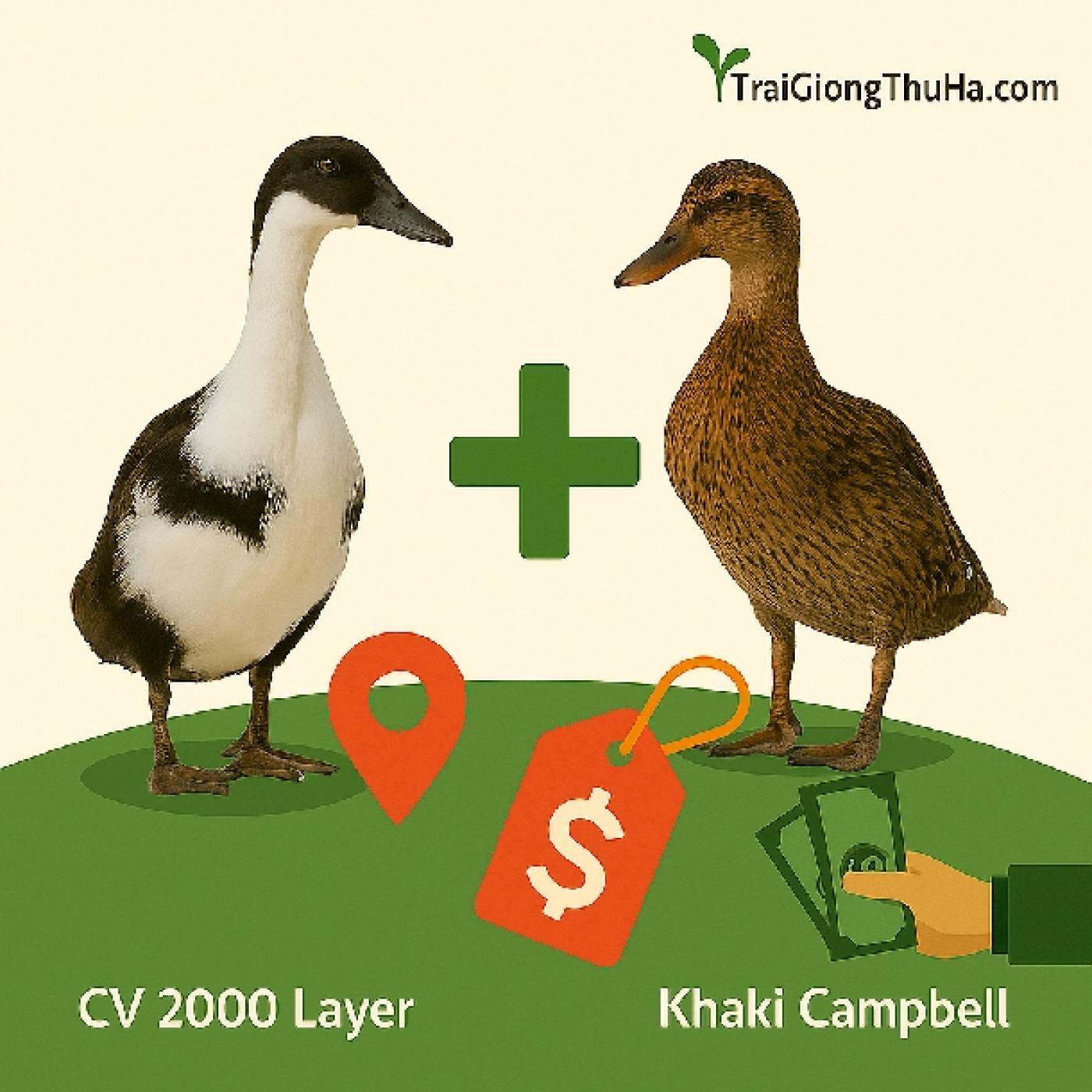 So Sánh Vịt Siêu Trứng CV 2000 Layer Và Vịt Khaki Campbell – Nên Chọn Giống Nào Hiệu Quả Hơn?