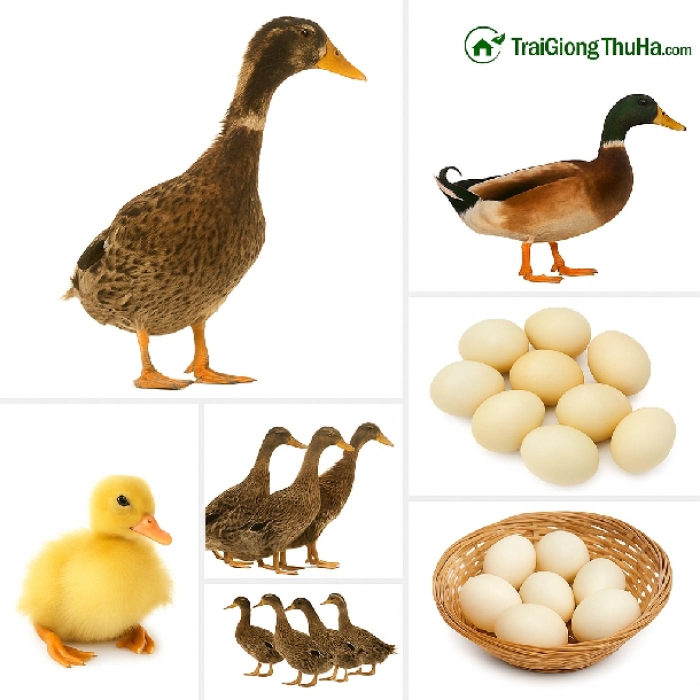 Tổng Quan Đầy Đủ Nhất Về Vịt Siêu Đẻ TC – Giống Vịt Đẻ Nhiều Nhất Thế Giới Hiện Nay