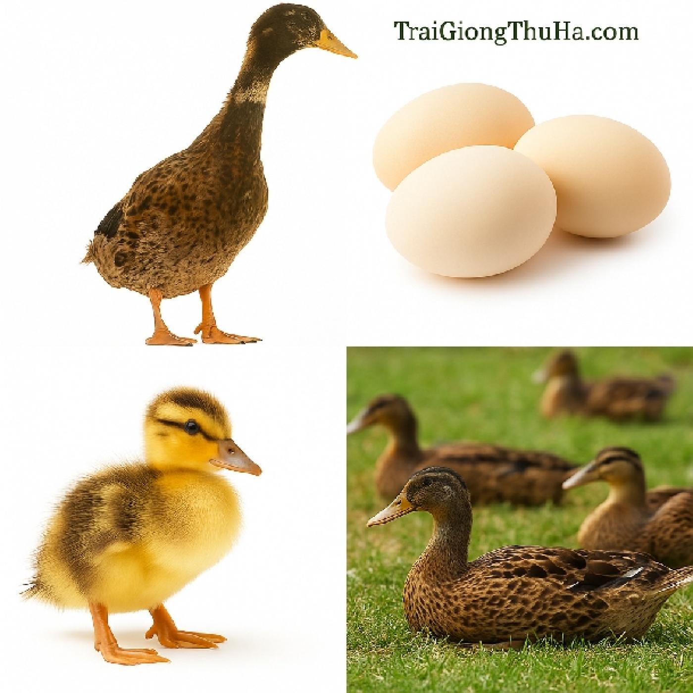 Vịt Siêu Đẻ TC Là Gì? Đặc Điểm, Năng Suất 285 Trứng/Năm & Kỹ Thuật Nuôi Hiệu Quả Từ A–Z