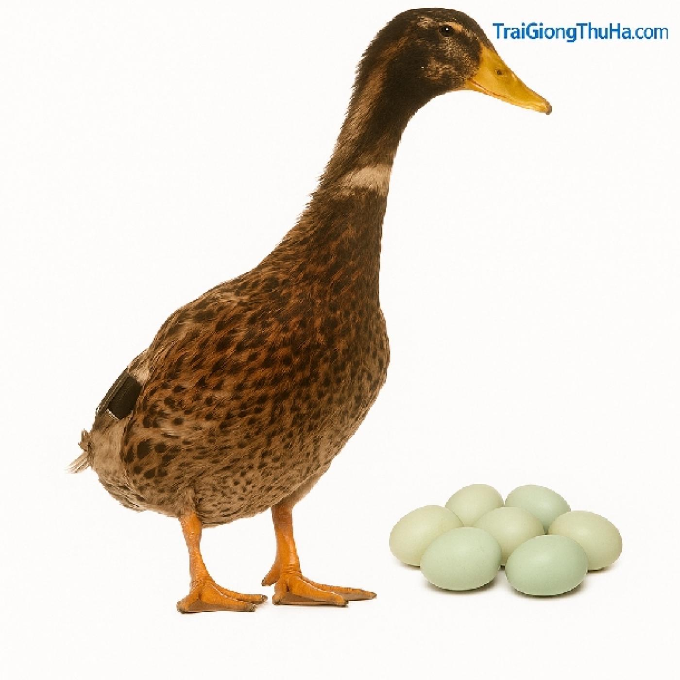 Cách Nuôi Vịt Siêu Đẻ TC Hiệu Quả – Giảm Chi Phí Thức Ăn, Tăng Sản Lượng Trứng Tối Đa