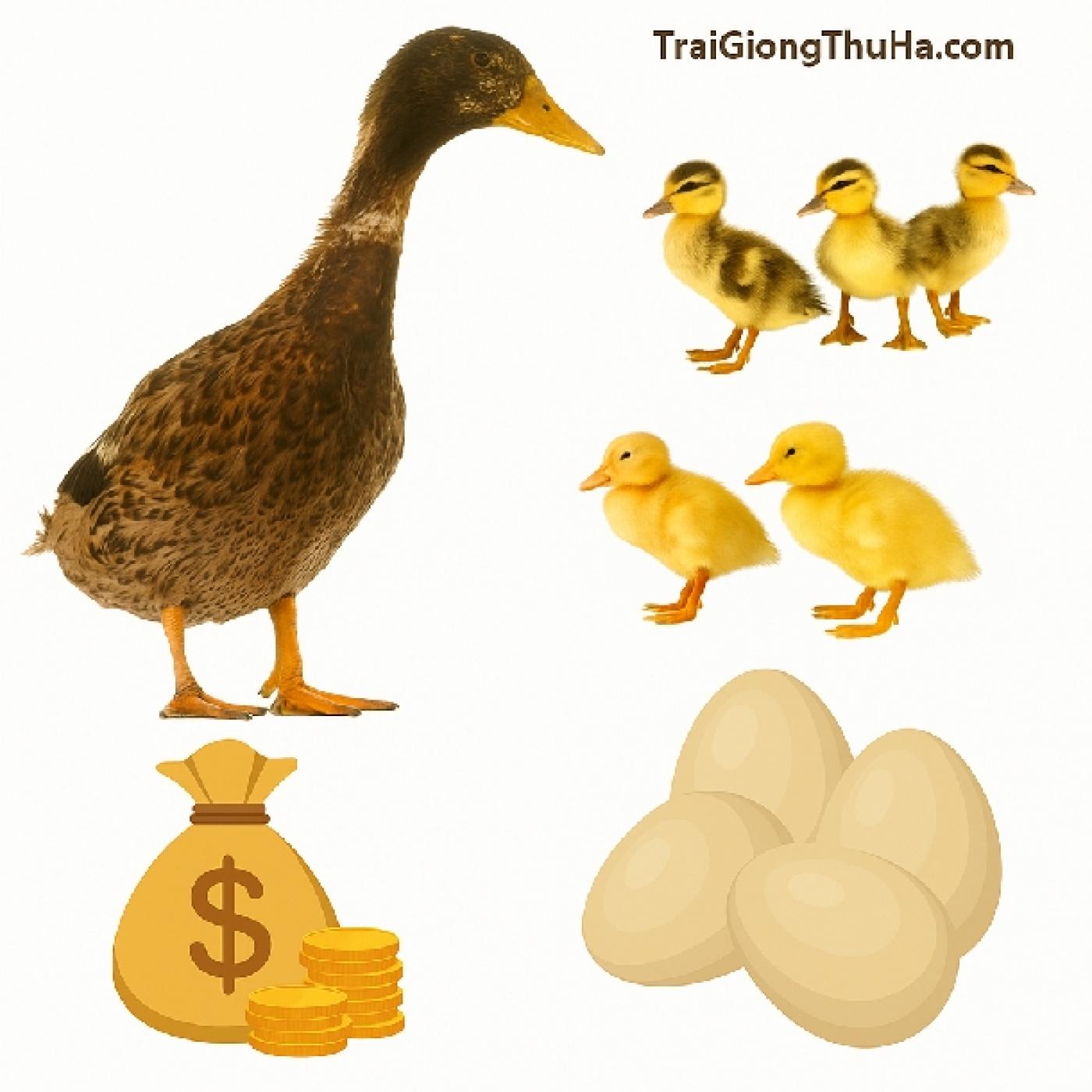 Vịt Siêu Đẻ TC Có Gì Đặc Biệt? So Sánh Chi Tiết Với Vịt Cỏ, Vịt Triết Giang & Các Giống Khác