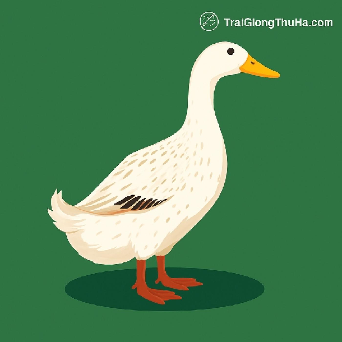 Vịt Cỏ Là Gì? Đặc Điểm, Năng Suất Và Kỹ Thuật Nuôi Hiệu Quả Nhất