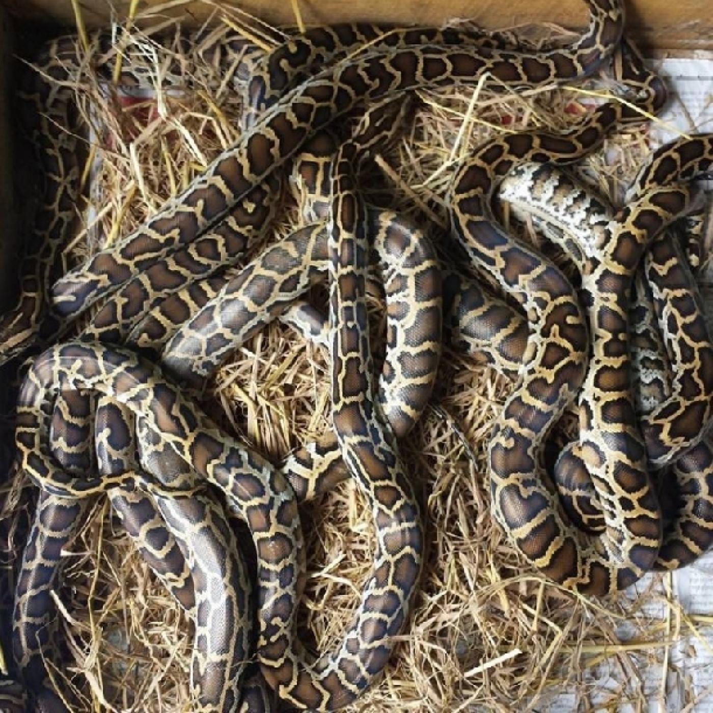 Kỹ thuật nuôi trăn