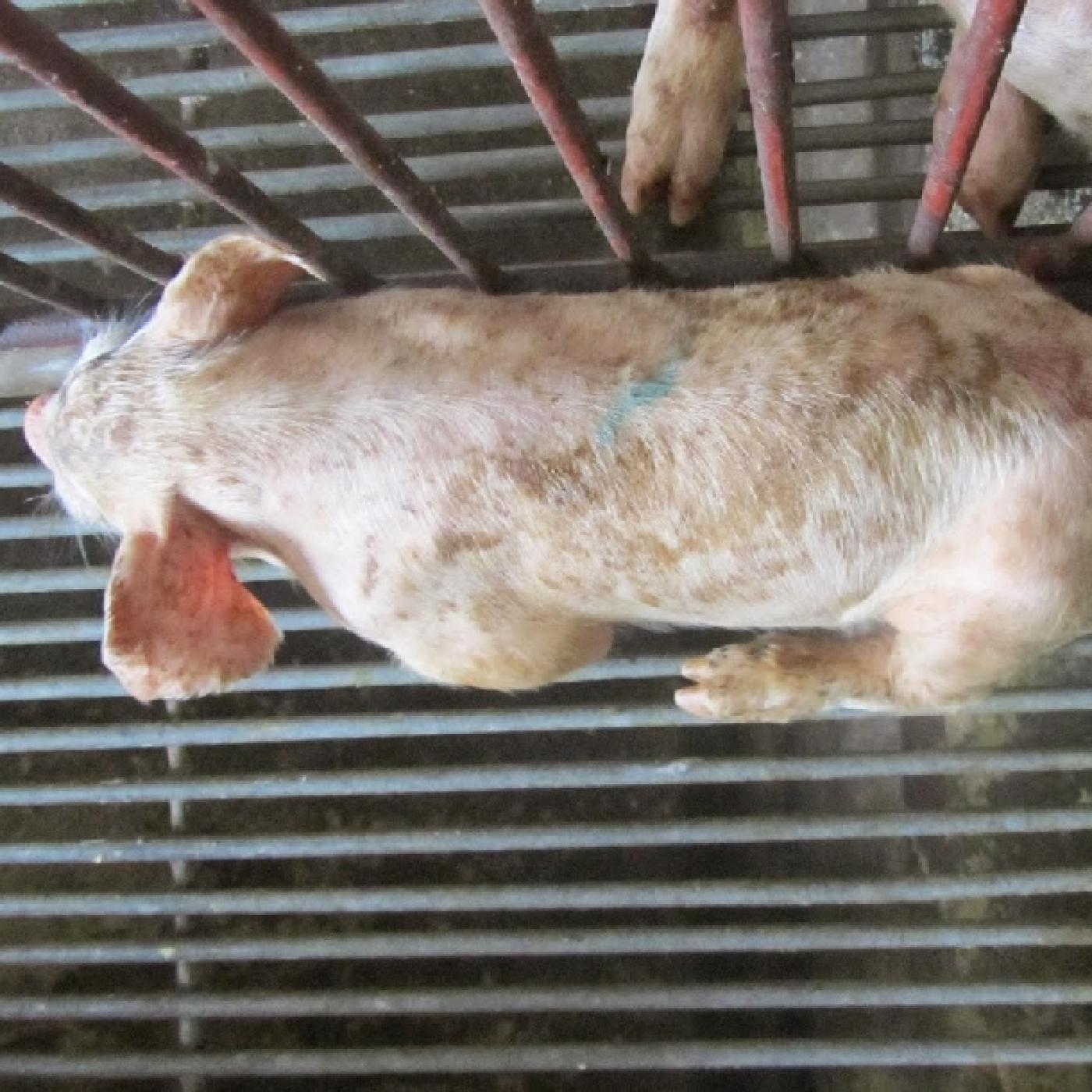 Bệnh giả dại ở lợn
