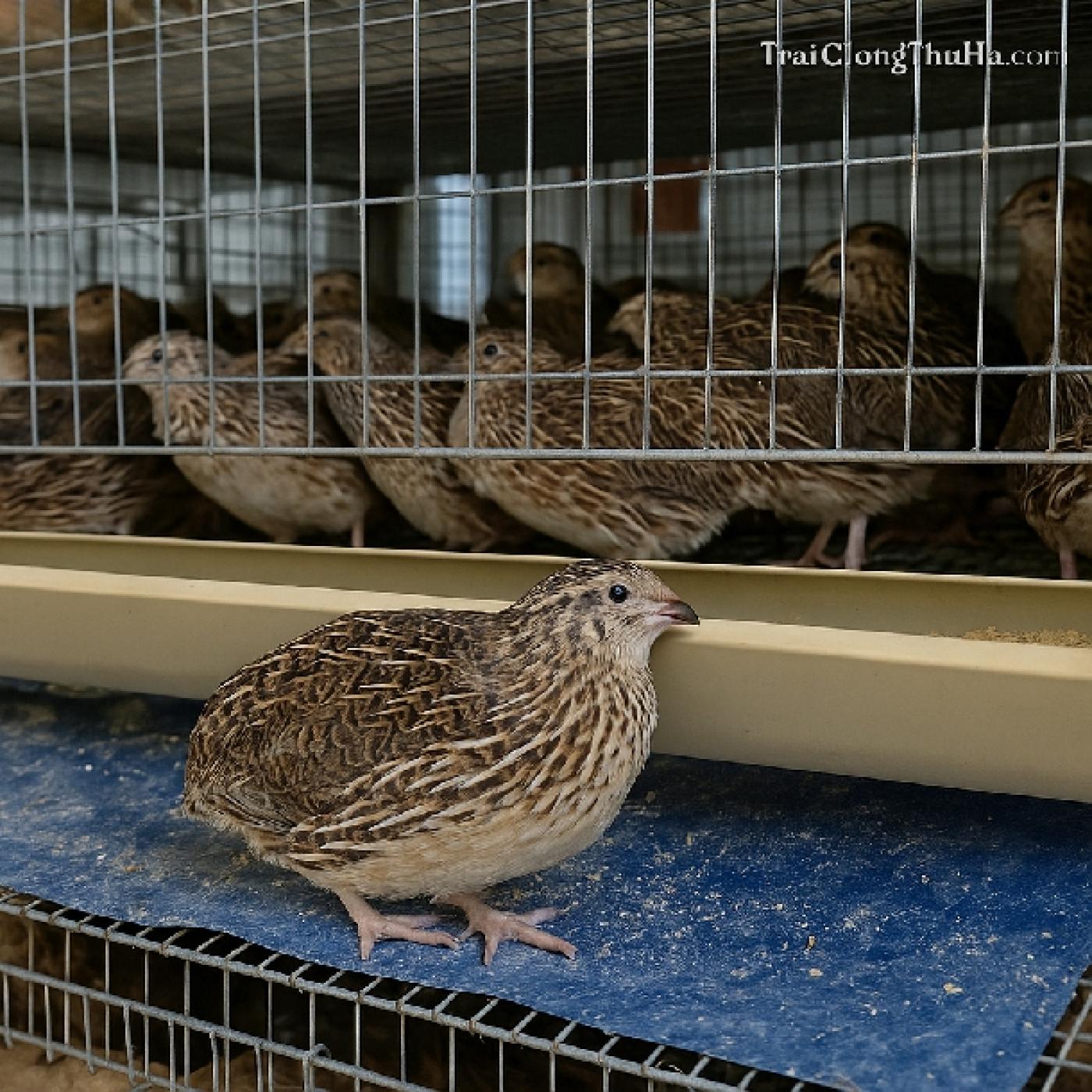 Nuôi Chim Cút Nhật Lấy Trứng Tại Nhà – Hiệu Quả Kinh Tế Bất Ngờ Cho Người Mới Bắt Đầu