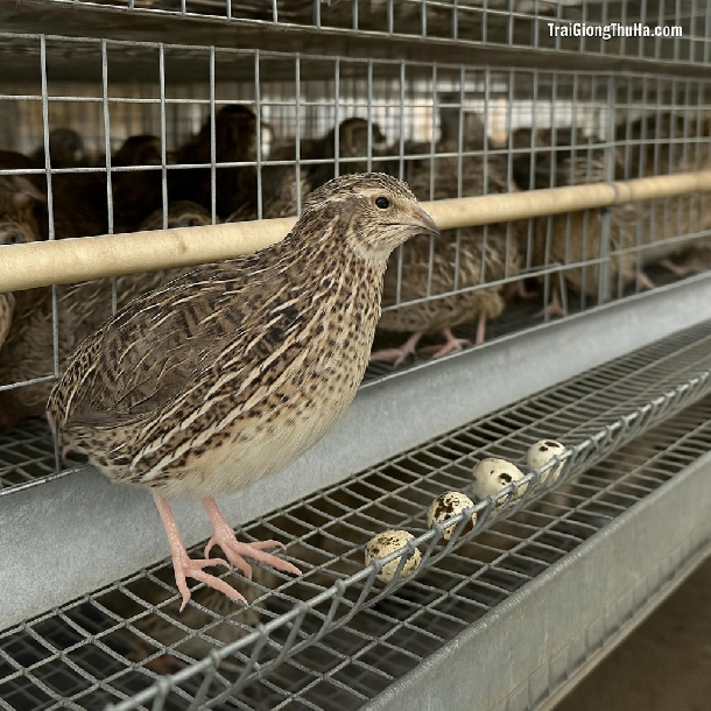 Cách Nuôi Chim Cút Nhật Trong Chuồng Lưới – Giảm Mùi, Tăng Sản Lượng Hiệu Quả