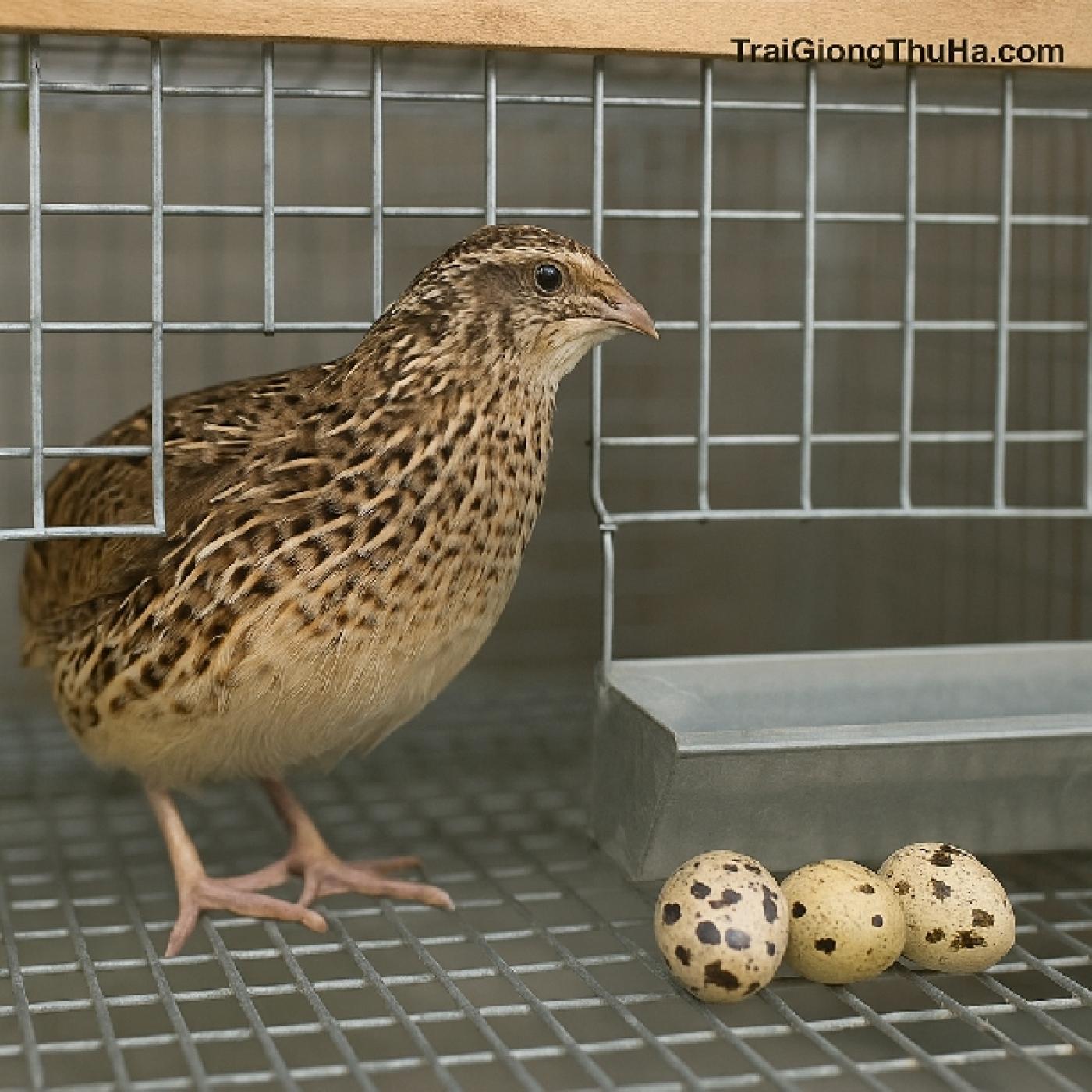 Cách Nuôi Chim Cút Nhật Trong Chuồng Lưới – Giảm Mùi, Tăng Sản Lượng Hiệu Quả