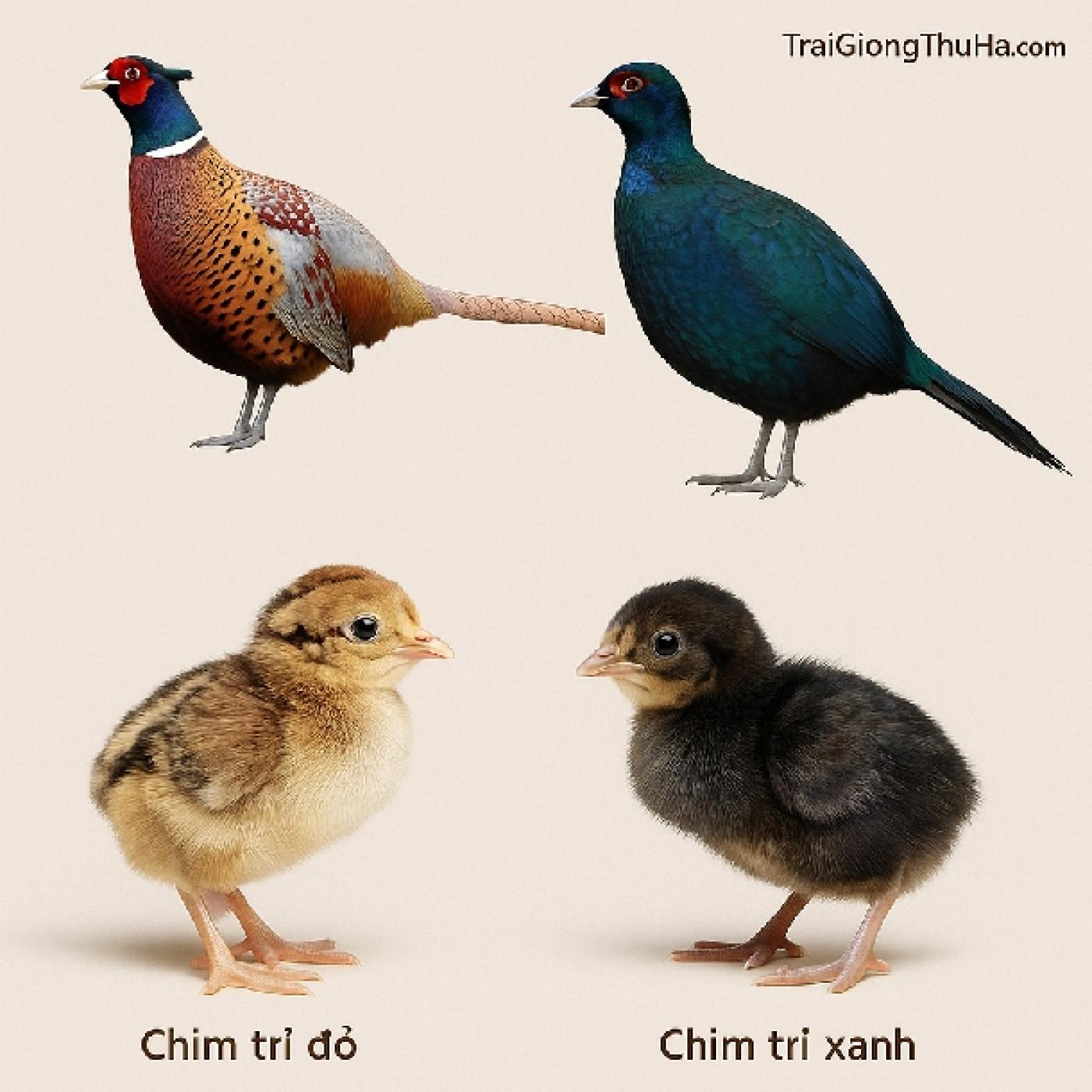 Giá Chim Trĩ Giống Mới Nhất 2025 – Cập Nhật Trĩ Đỏ, Trĩ Xanh Bao Nhiêu 1 Con?