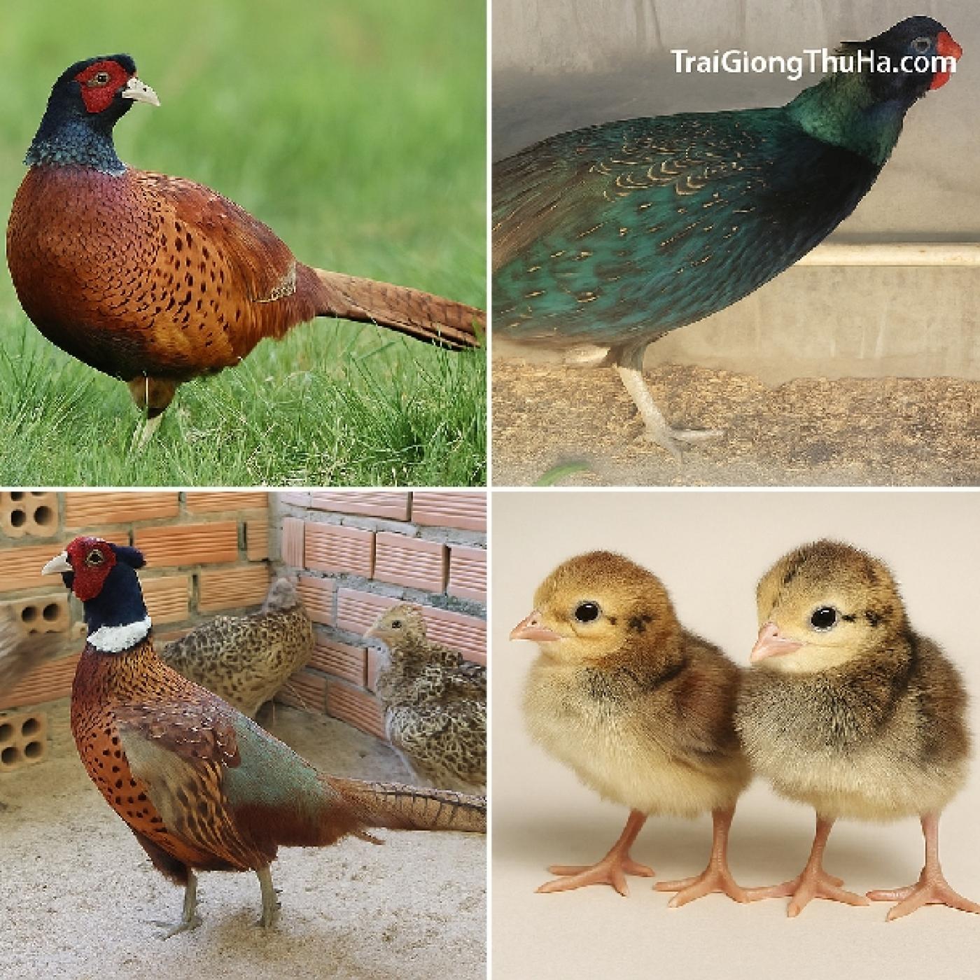 Mua Chim Trĩ Ở Đâu Uy Tín? Trại Giống Gửi Hàng Toàn Quốc – Cam Kết Con Giống Chất Lượng