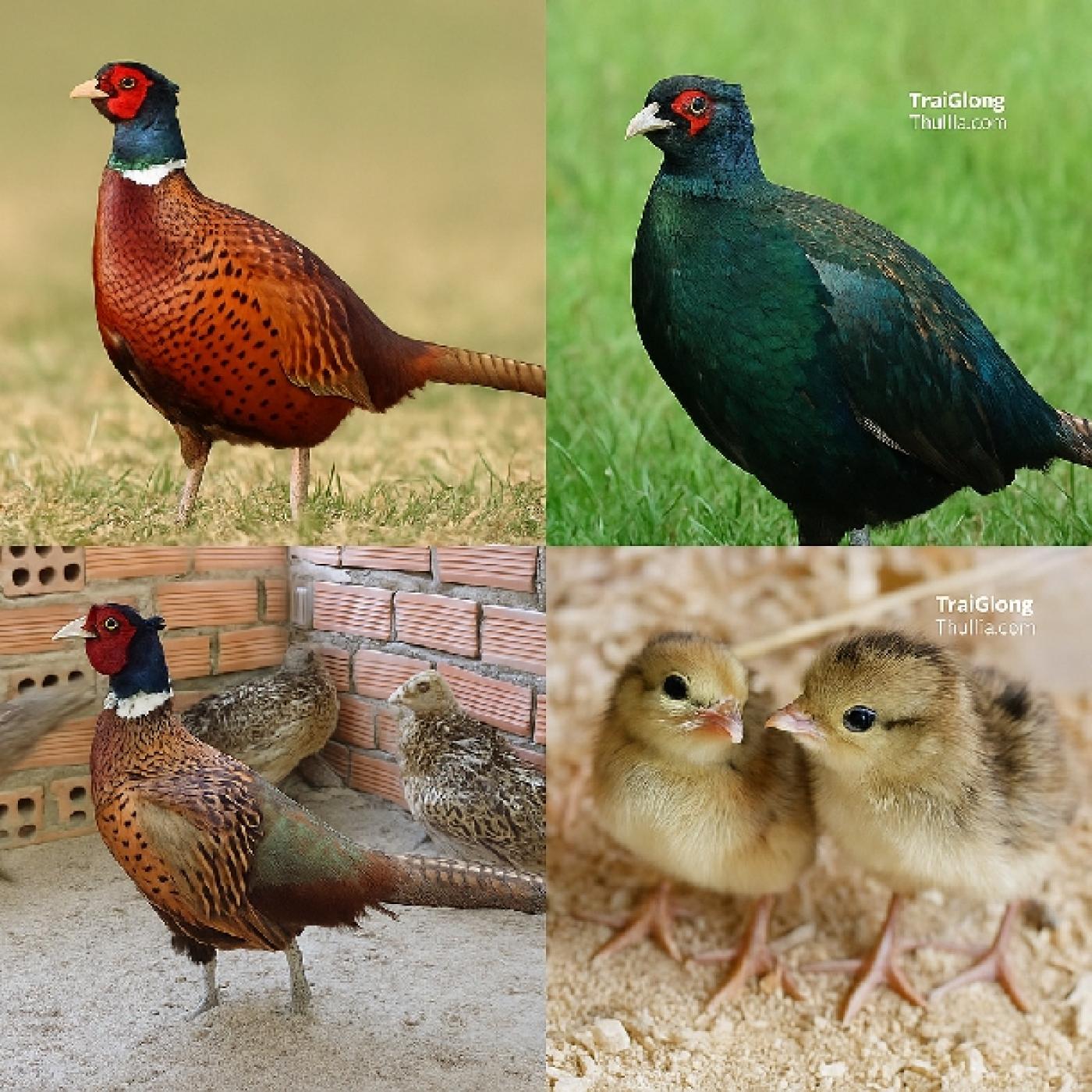 So Sánh Giá Chim Trĩ Đỏ và Trĩ Xanh – Nên Mua Giống Nào Để Nuôi Hiệu Quả?