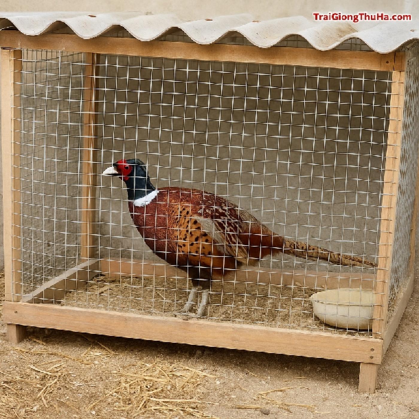 Tự Làm Chuồng Nuôi Chim Trĩ – Chi Phí Thấp, Dễ Dọn Vệ Sinh, Hiệu Quả Bất Ngờ
