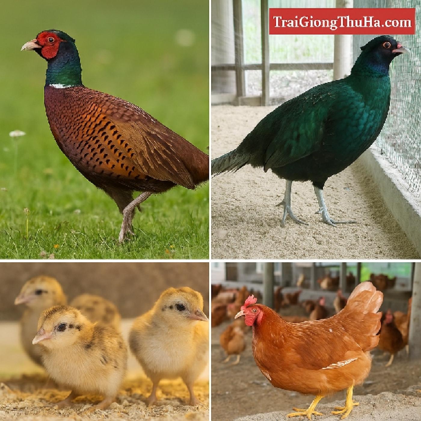 So Sánh Lợi Nhuận Nuôi Chim Trĩ vs Gà Ta: Nên Chọn Giống Nào Đầu Tư Hiệu Quả?