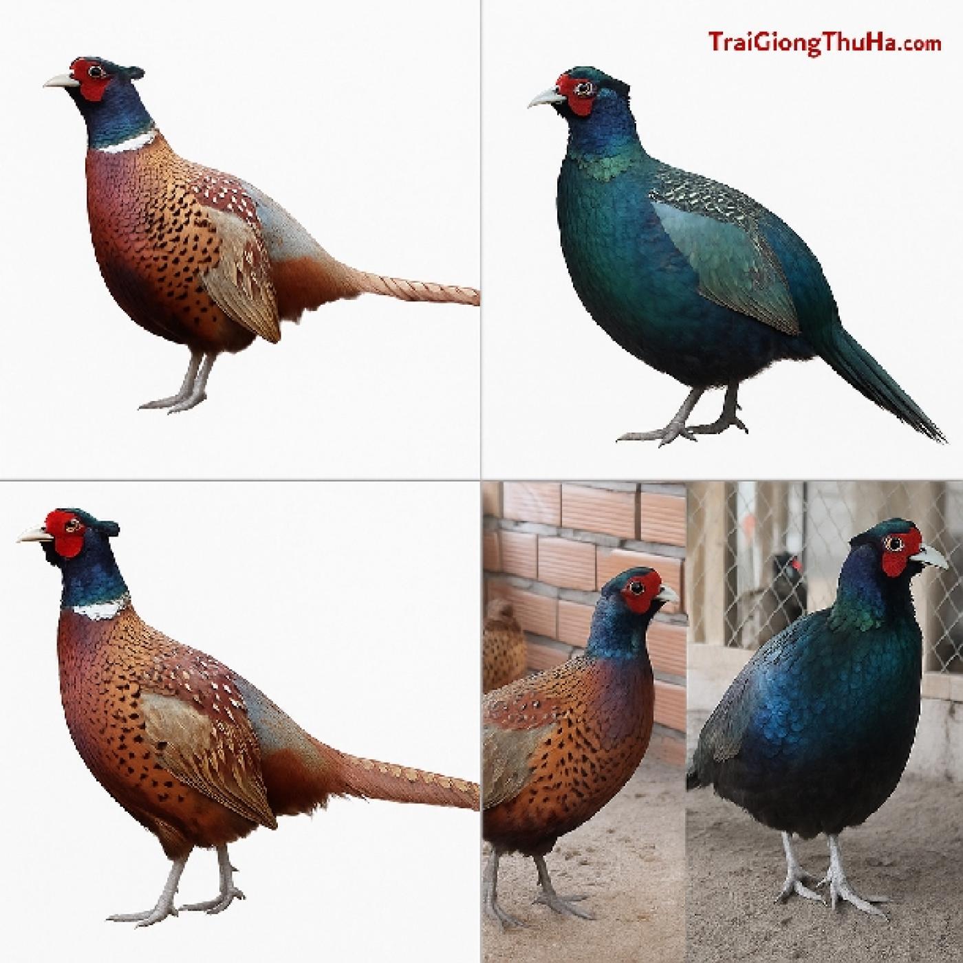 Cách Phân Biệt Chim Trĩ Đỏ Và Chim Trĩ Xanh Chính Xác: Nhìn Màu Lông, Mắt, Đuôi Là Biết