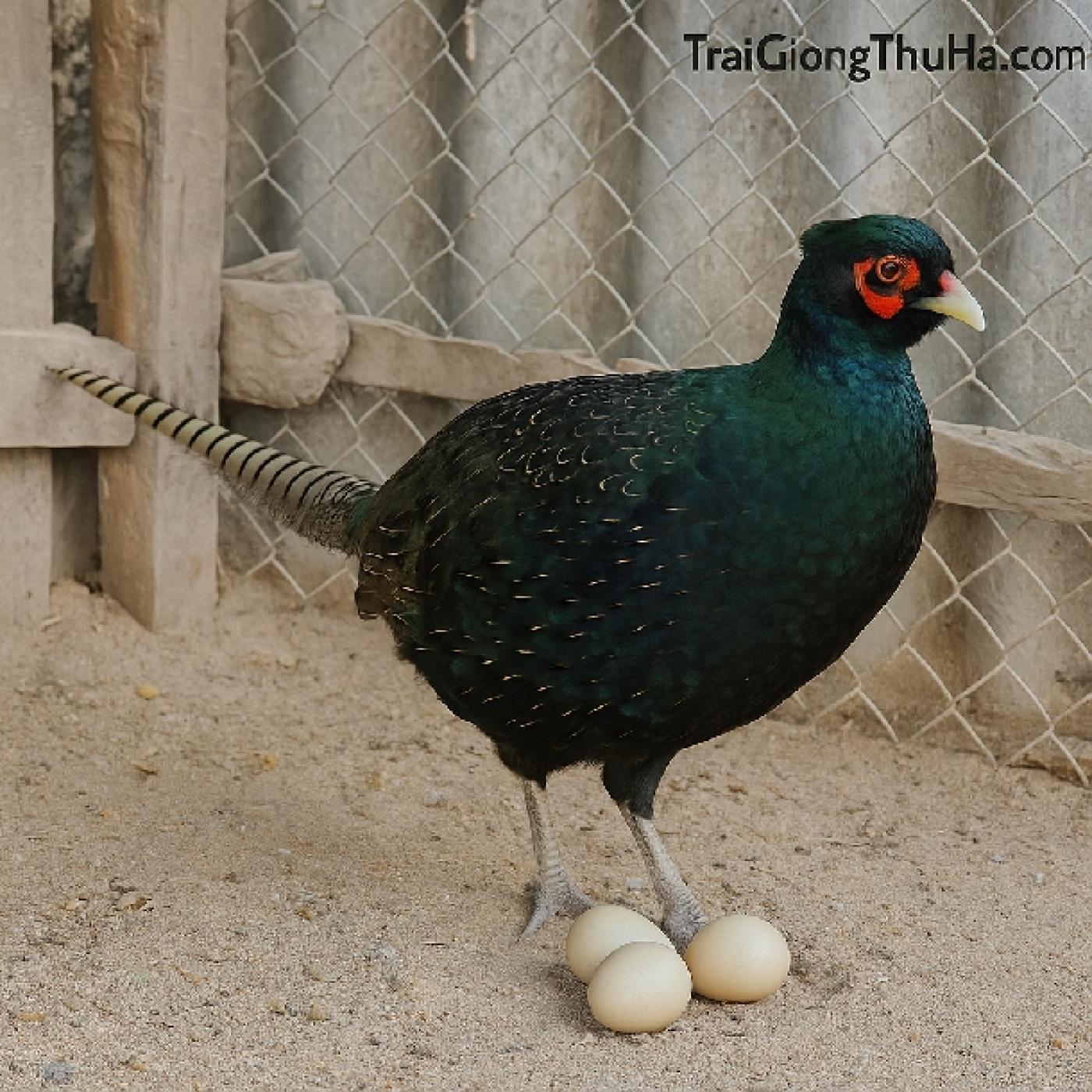 Chim Trĩ Xanh Có Đẻ Trứng Không? Cách Tăng Tỉ Lệ Ấp Nở Thành Công Cho Người Mới