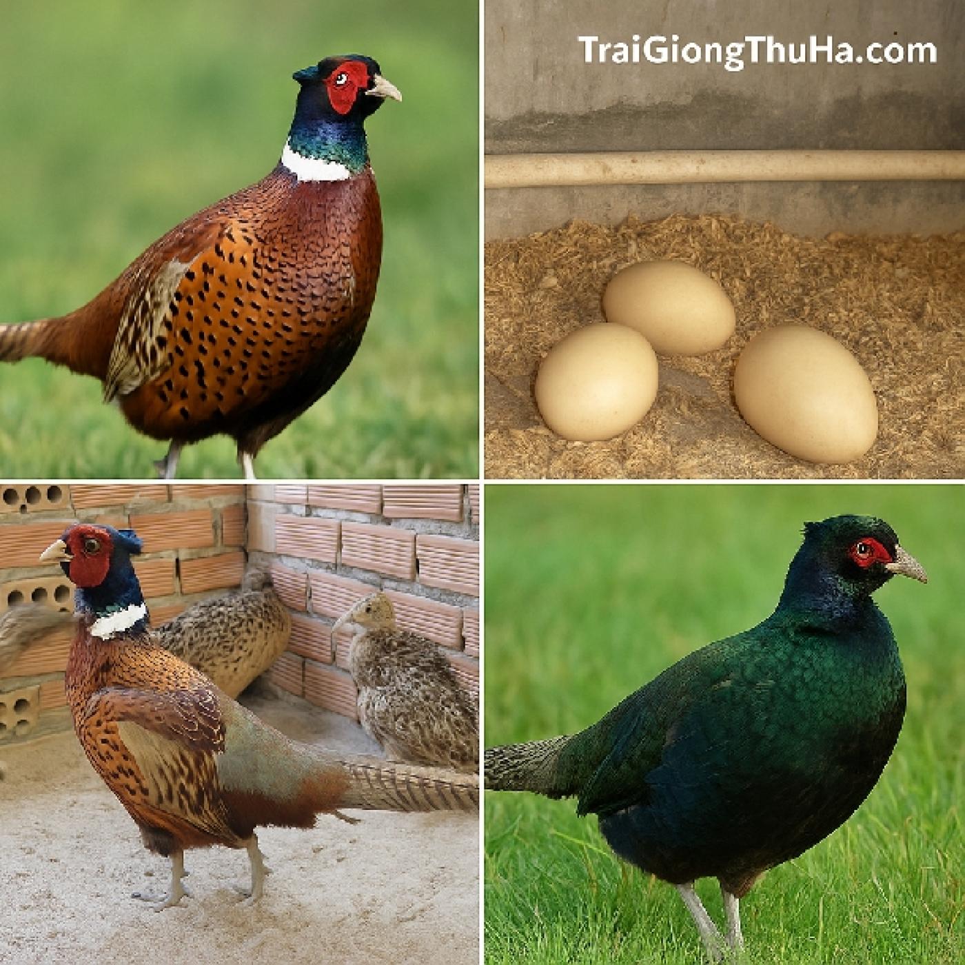 Chim Trĩ Có Ổn Định Đầu Ra Không? Bán Cho Ai, Ở Đâu Mua Dễ Nhất Hiện Nay?