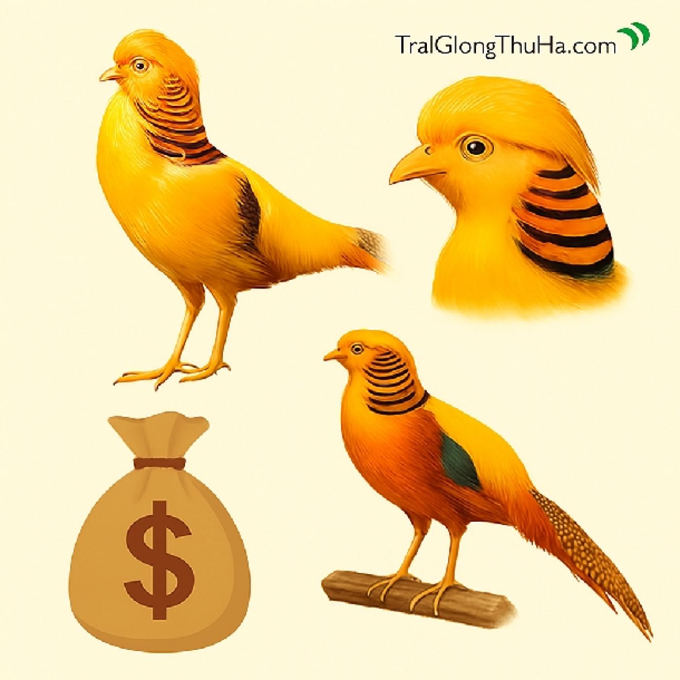 Giá Chim Trĩ Vàng 7 Màu Trên Thị Trường Hiện Nay – Có Đắt Không?