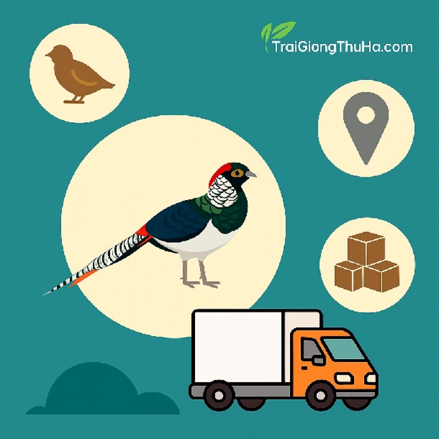 Nơi Bán Chim Trĩ 7 Màu Xanh Uy Tín, Giống Hiếm – Giao Hàng Toàn Quốc