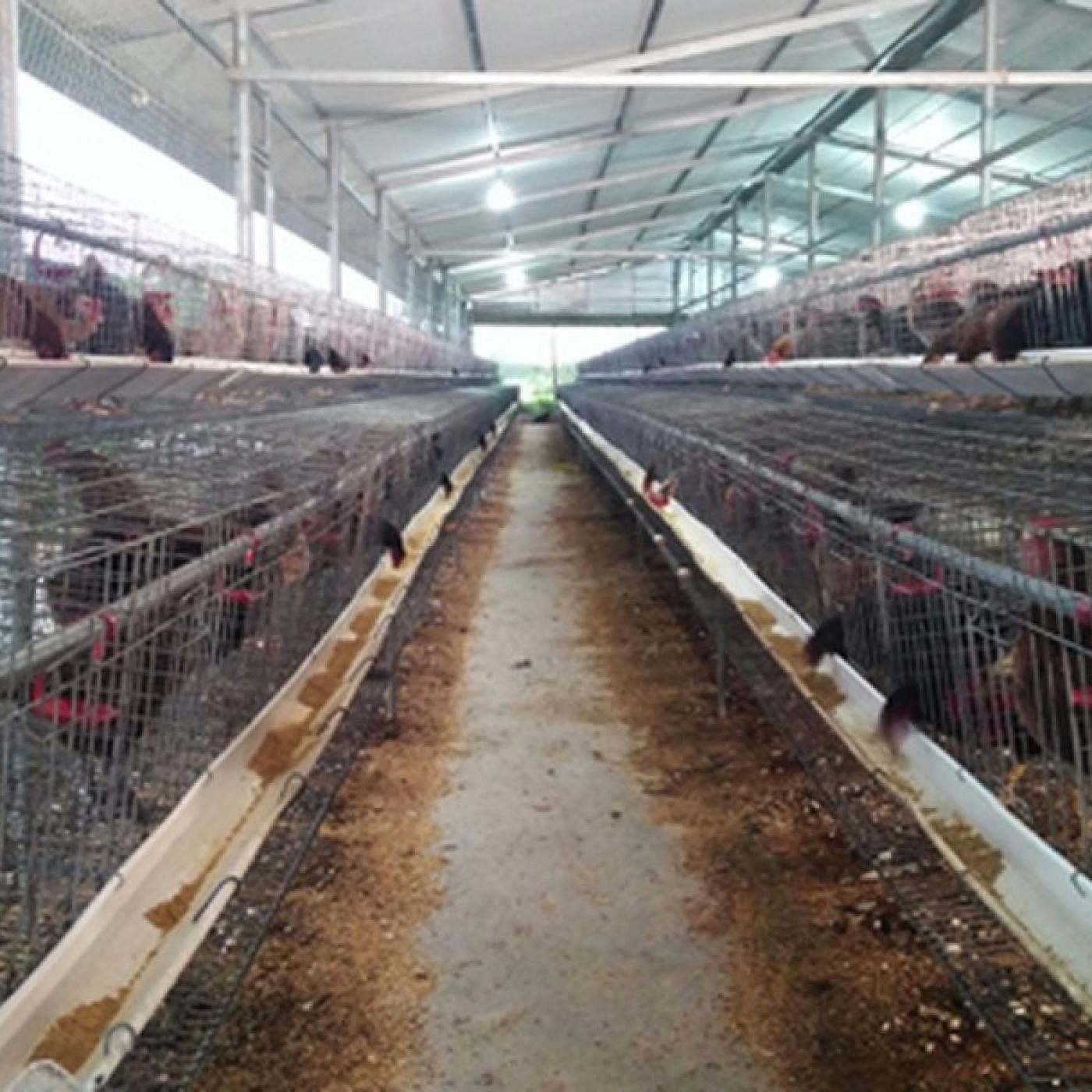 Để gà đẻ trứng đều