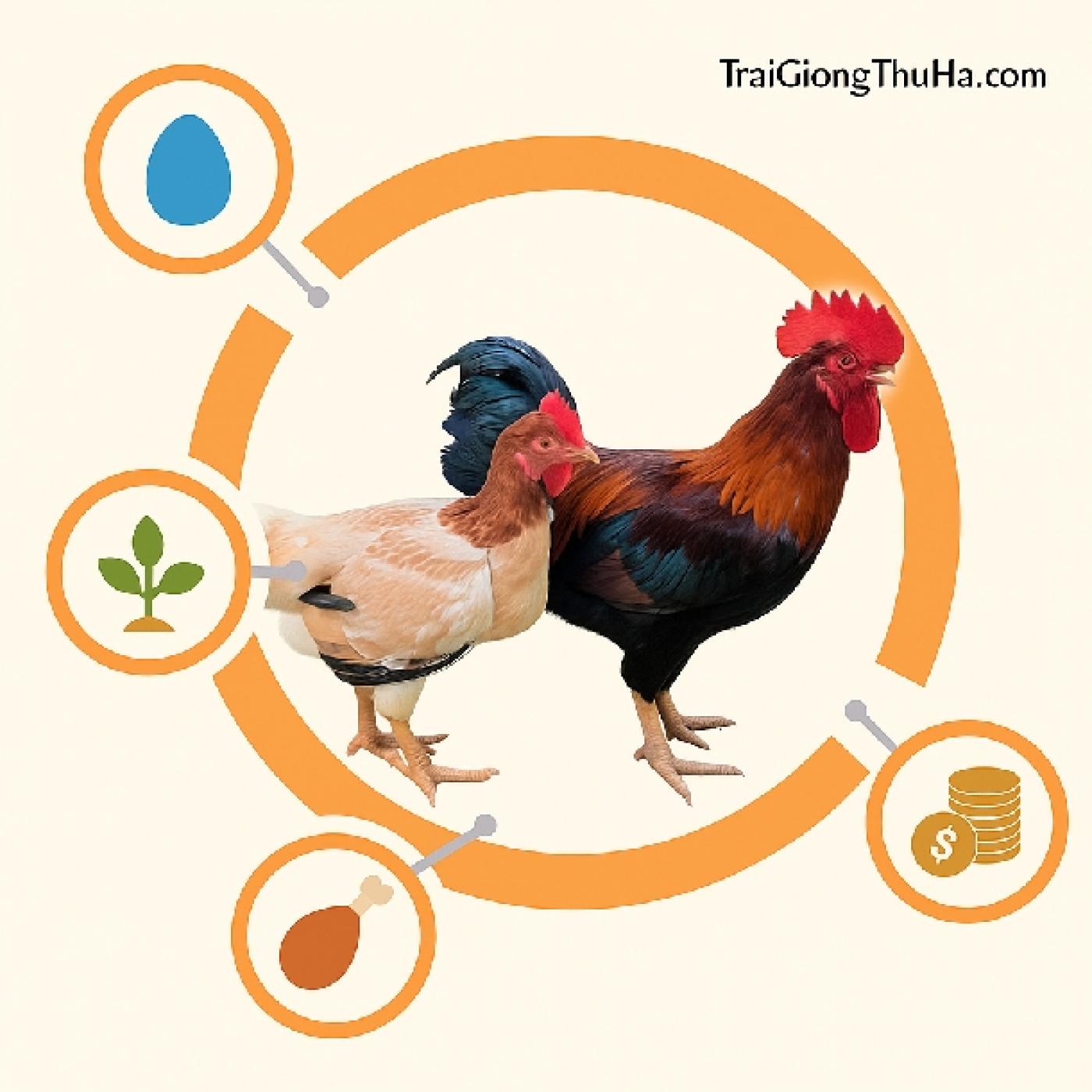 Gà Mía Sơn Tây Giống Thuần Chủng – Cách Nhận Biết và Chọn Giống Chuẩn