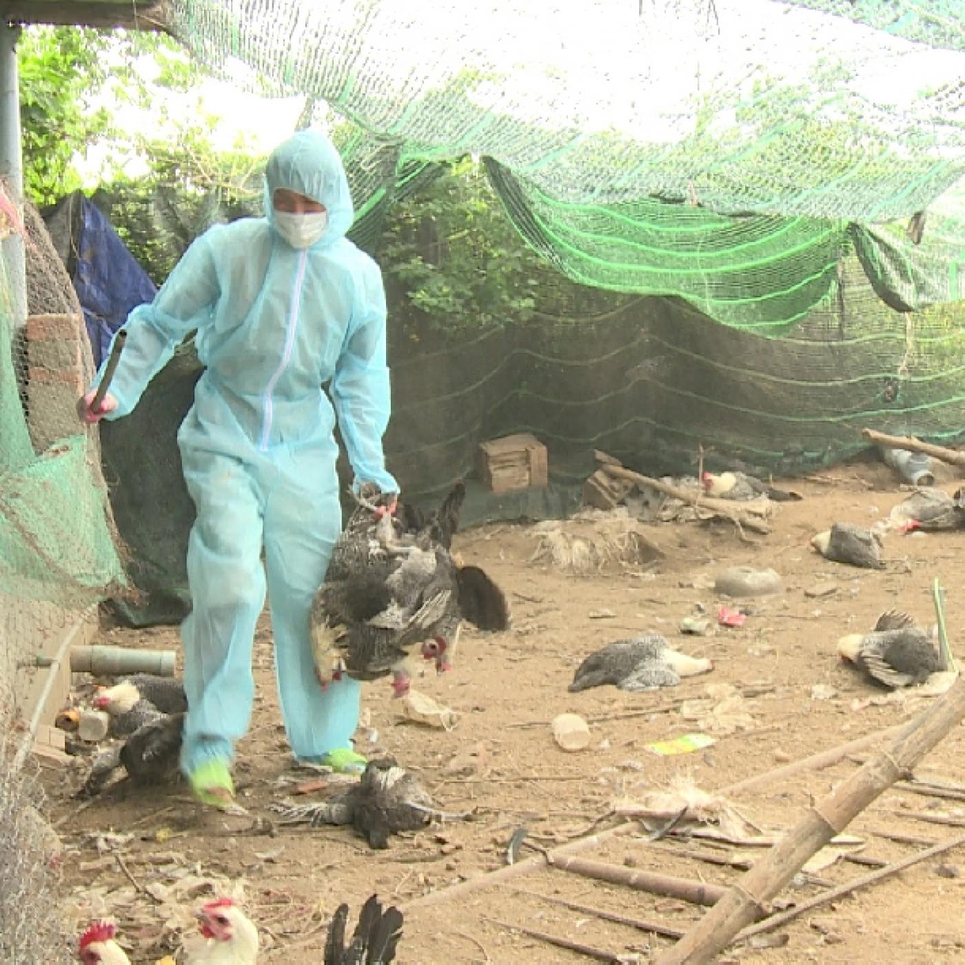 Các con đường lây truyền của bệnh cúm gia cầm H5N1