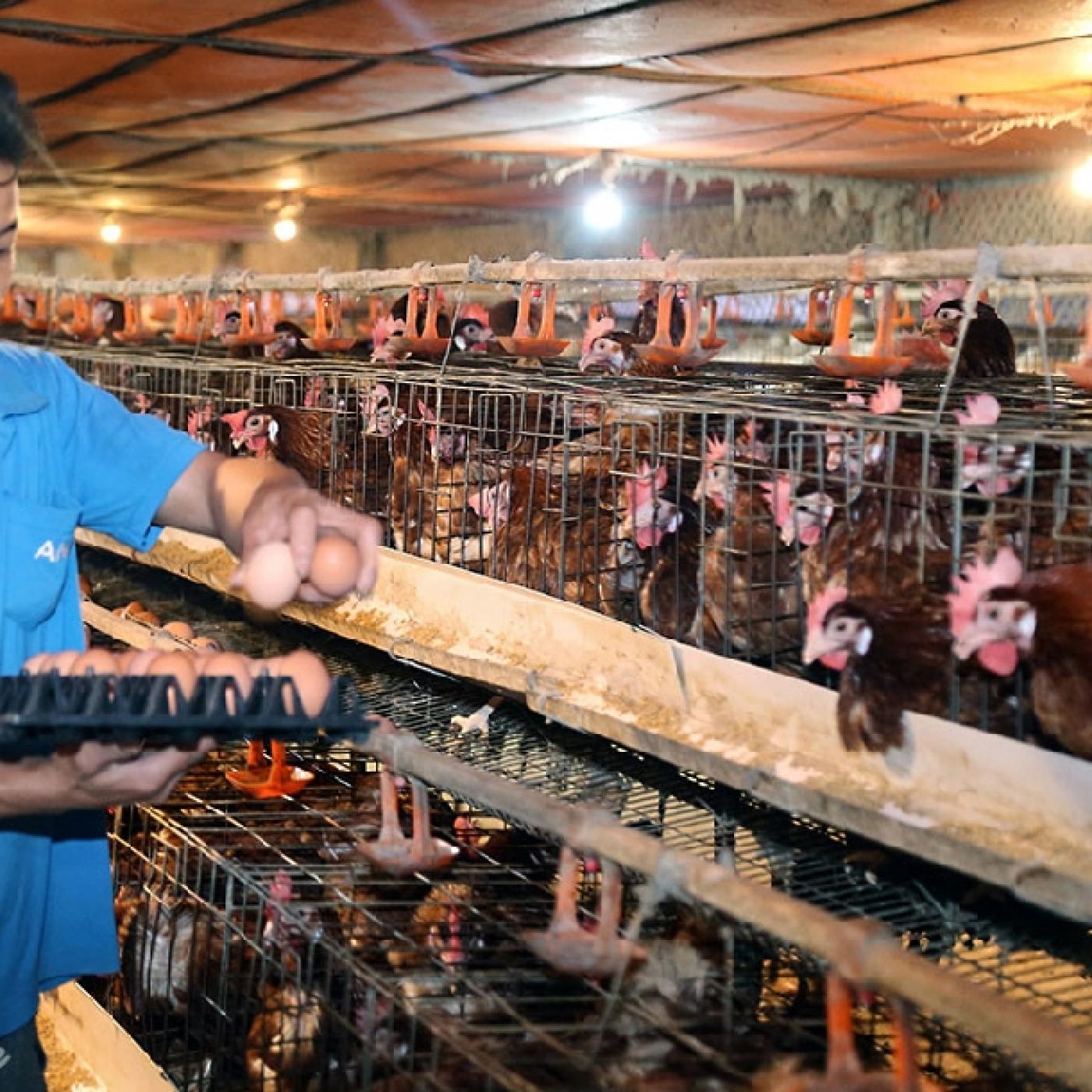 Hội chứng giảm đẻ  -EDS'76 ở gà?