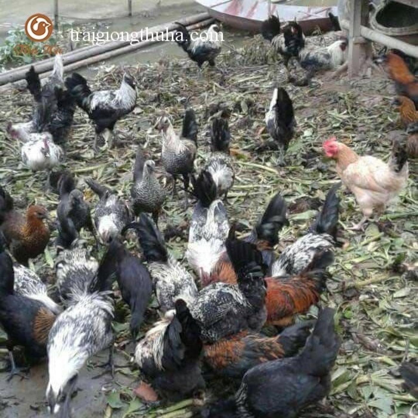 Quy trình chăm sóc nuôi dưỡng gà H’Mông thương phẩm