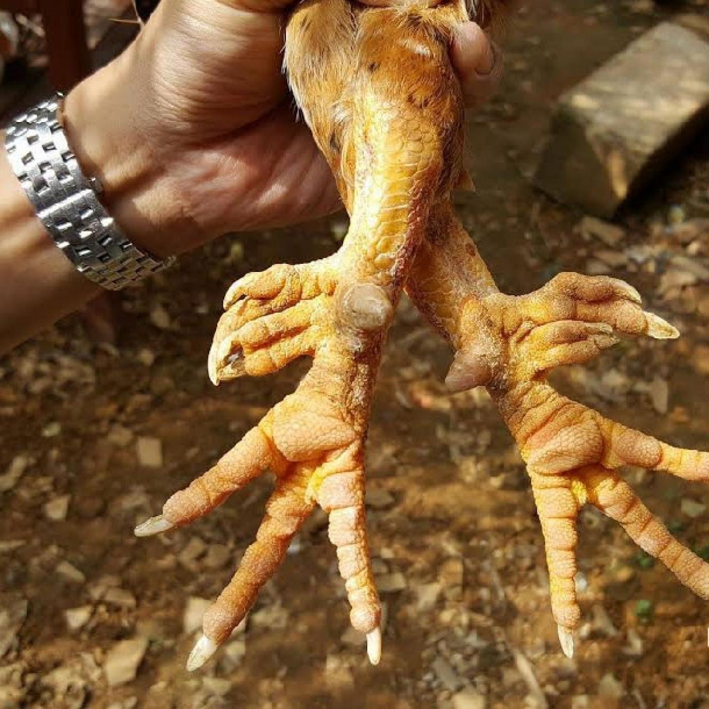 Cách phân biệt gà chín cựa thuần chủng và gà lai