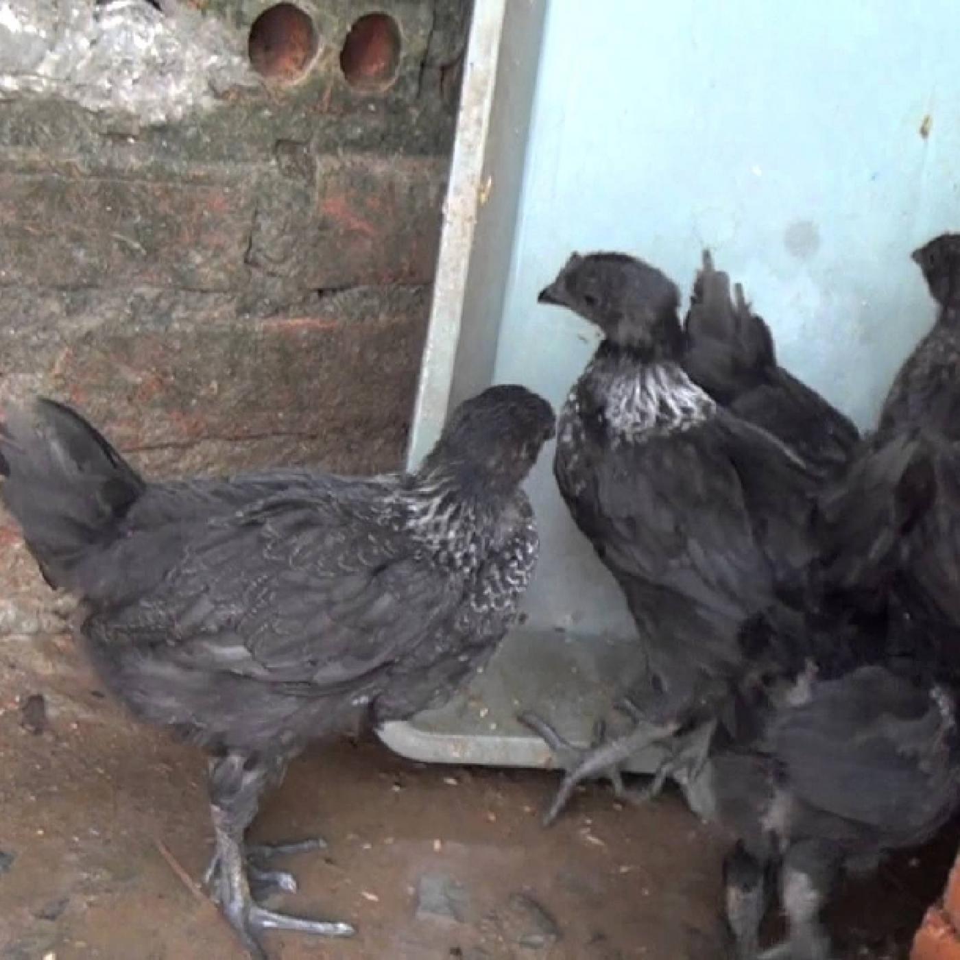 Gà H' Mông mái thuần chủng