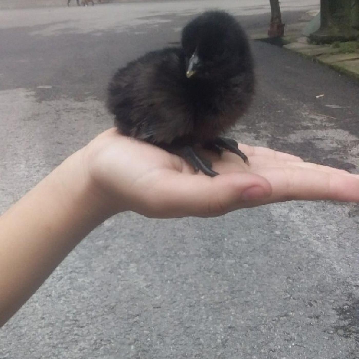 Gà H' Mông con giống thuần chủng